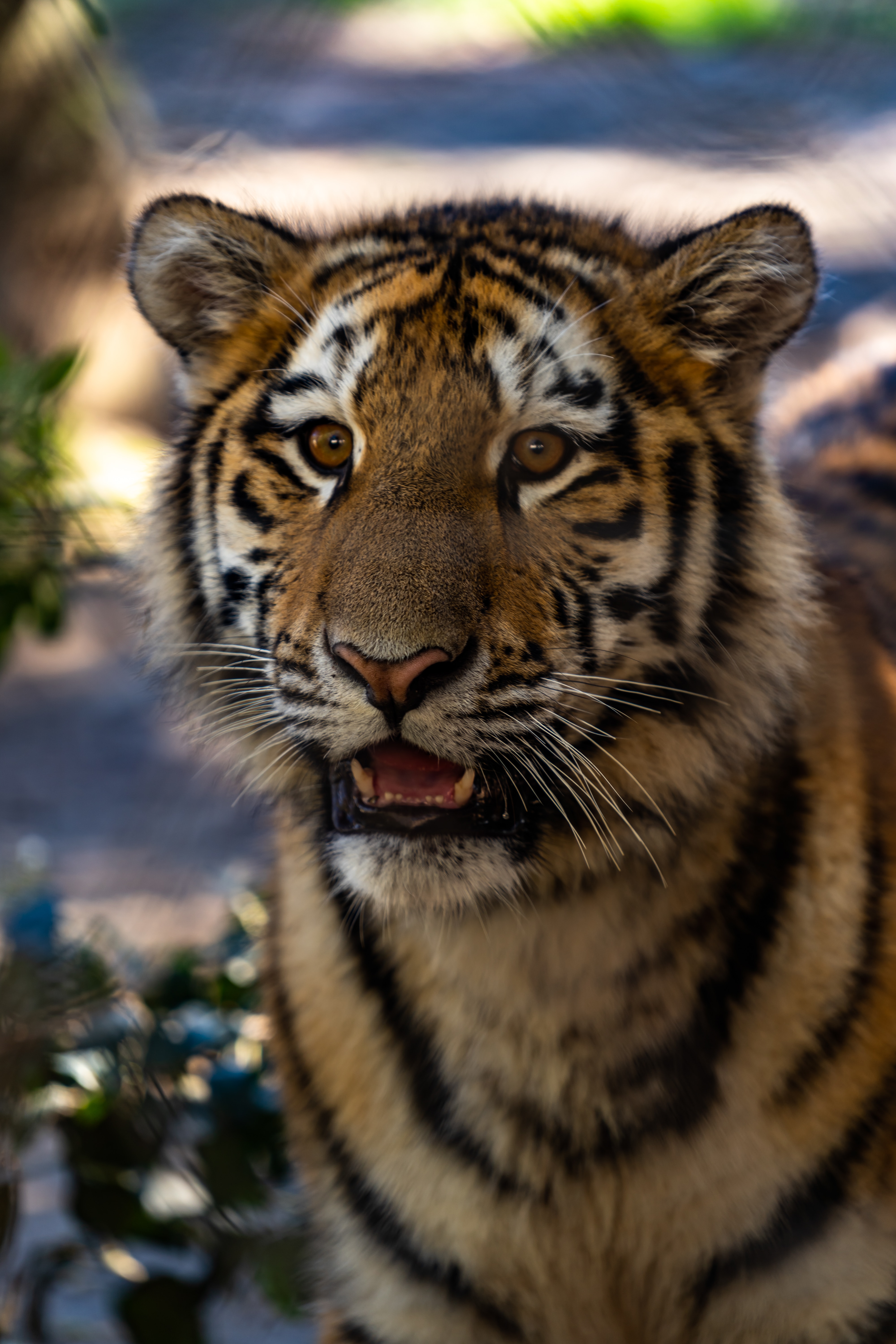 107898 descargar imagen animales, gato grande, visión, opinión, fauna silvestre, vida silvestre, tigre, cachorro de tigre: fondos de pantalla y protectores de pantalla gratis