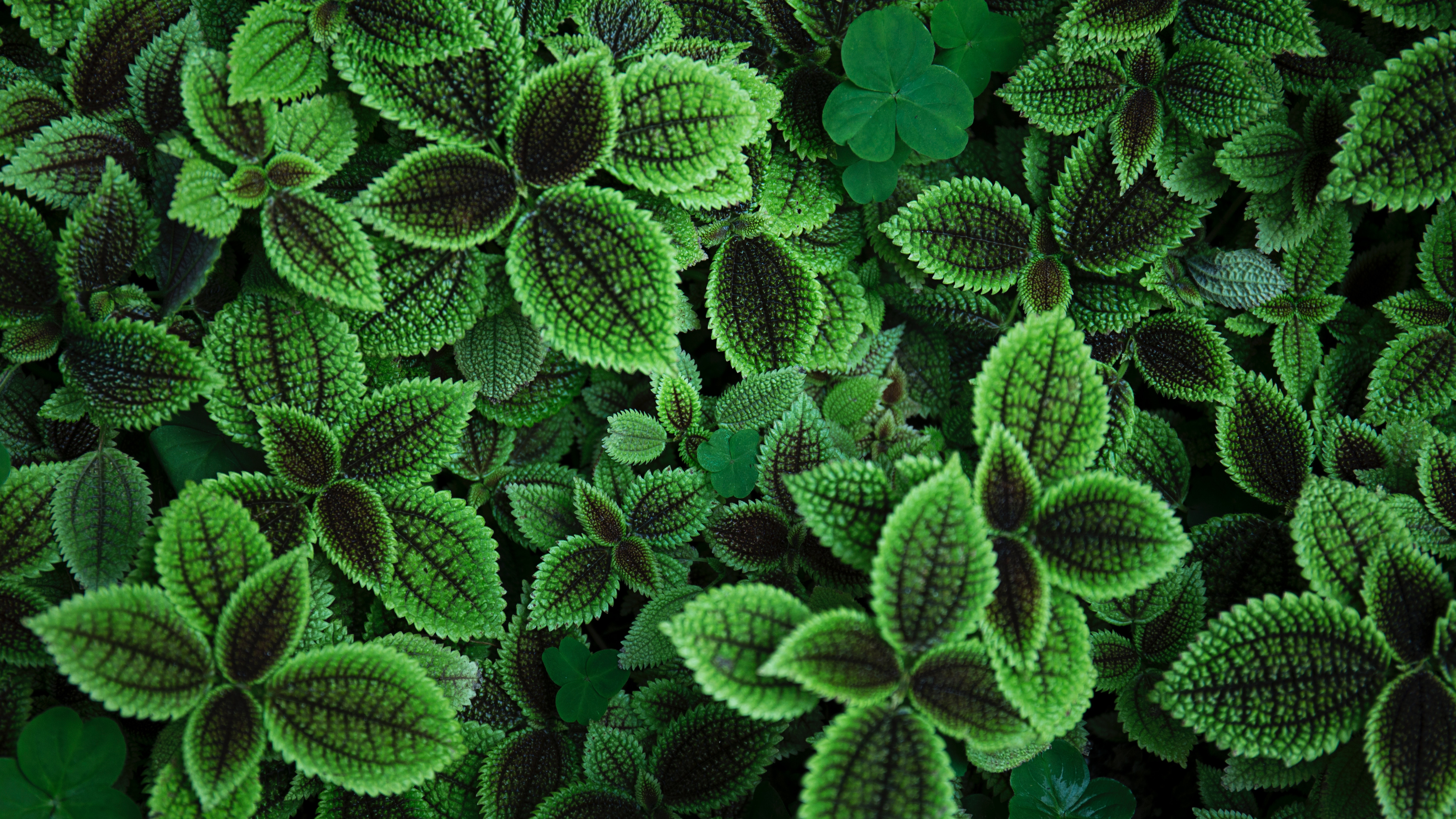 Laden Sie das Natur, Blätter, Pflanze-Bild kostenlos auf Ihren PC-Desktop herunter