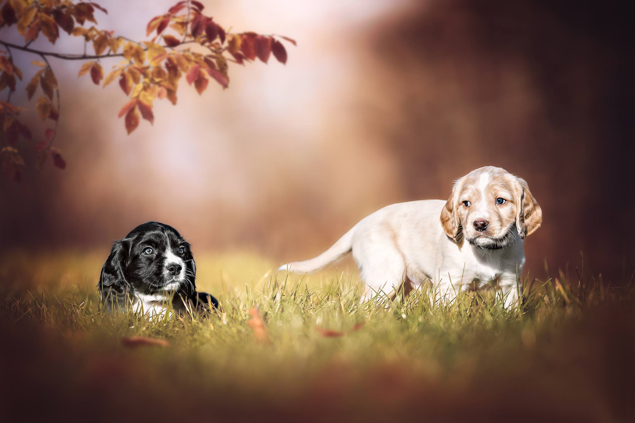 Téléchargez des papiers peints mobile Animaux, Chiens, Chien, Chiot, Bébé Animal, Profondeur De Champ gratuitement.