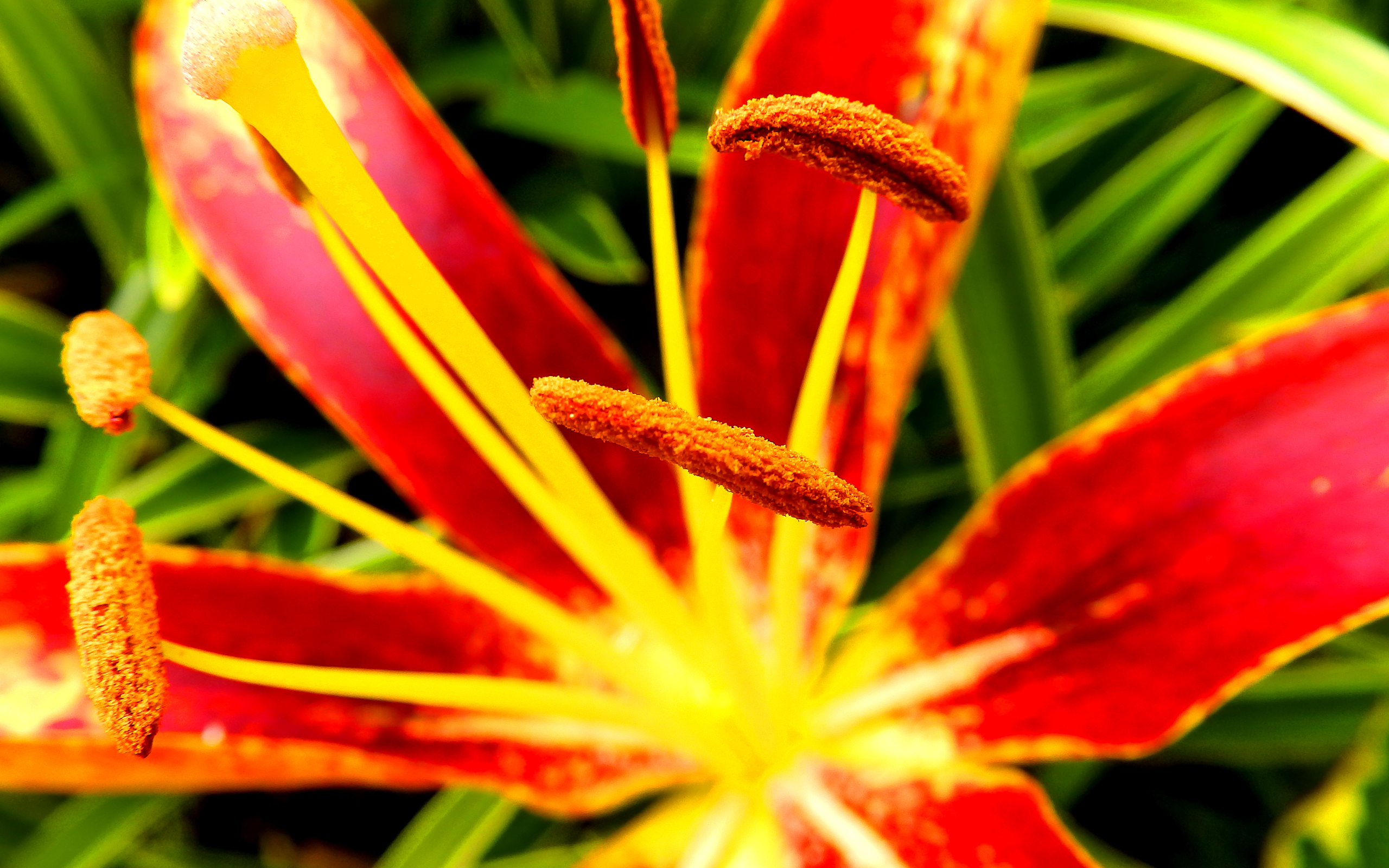 Free download wallpaper Nature, Flowers, Flower, Close Up, Earth, Lily on your PC desktop