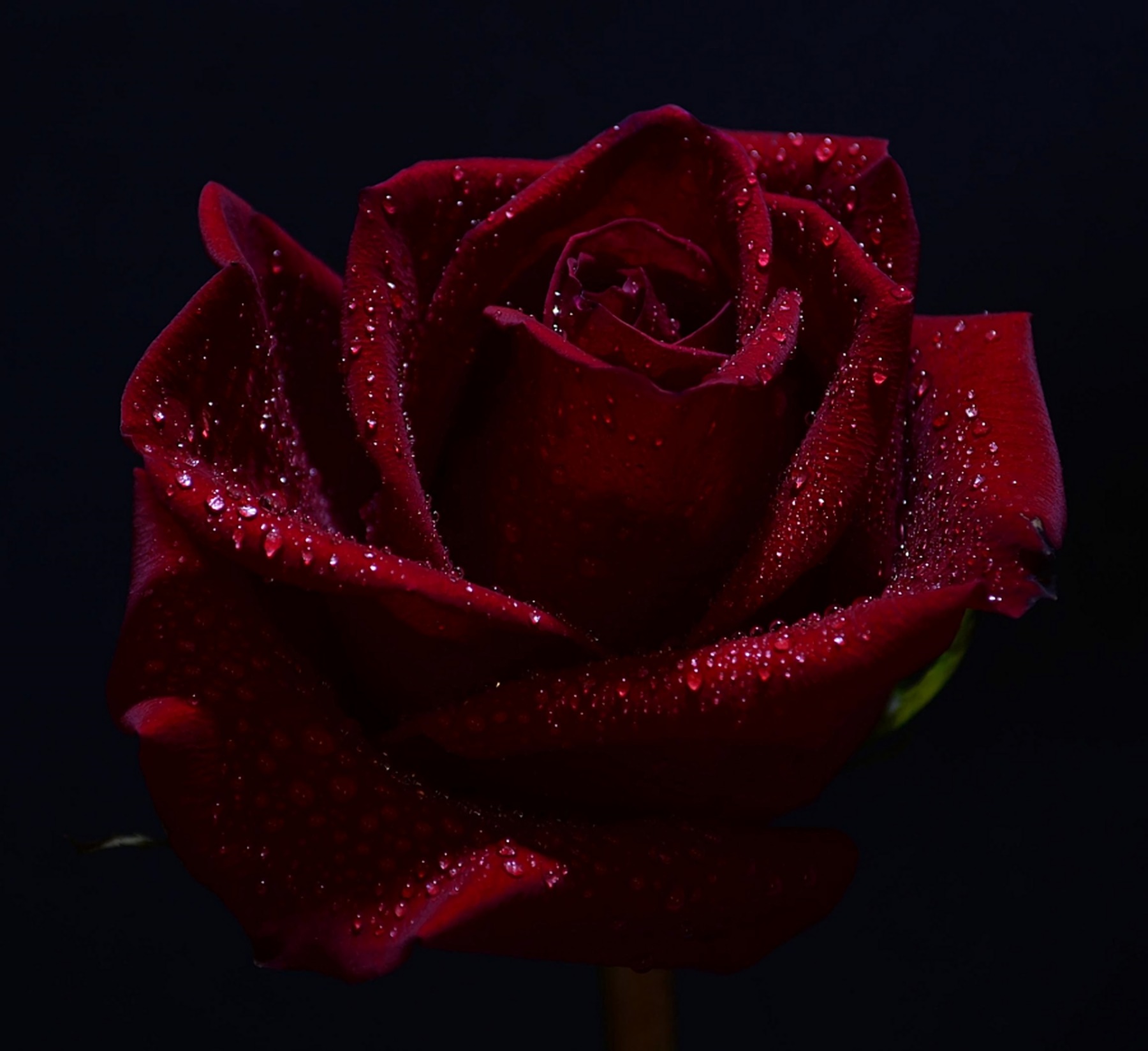 Descarga gratis la imagen Flores, Rosa, Flor, Rosa Roja, Flor Roja, Tierra/naturaleza, Gota De Agua en el escritorio de tu PC