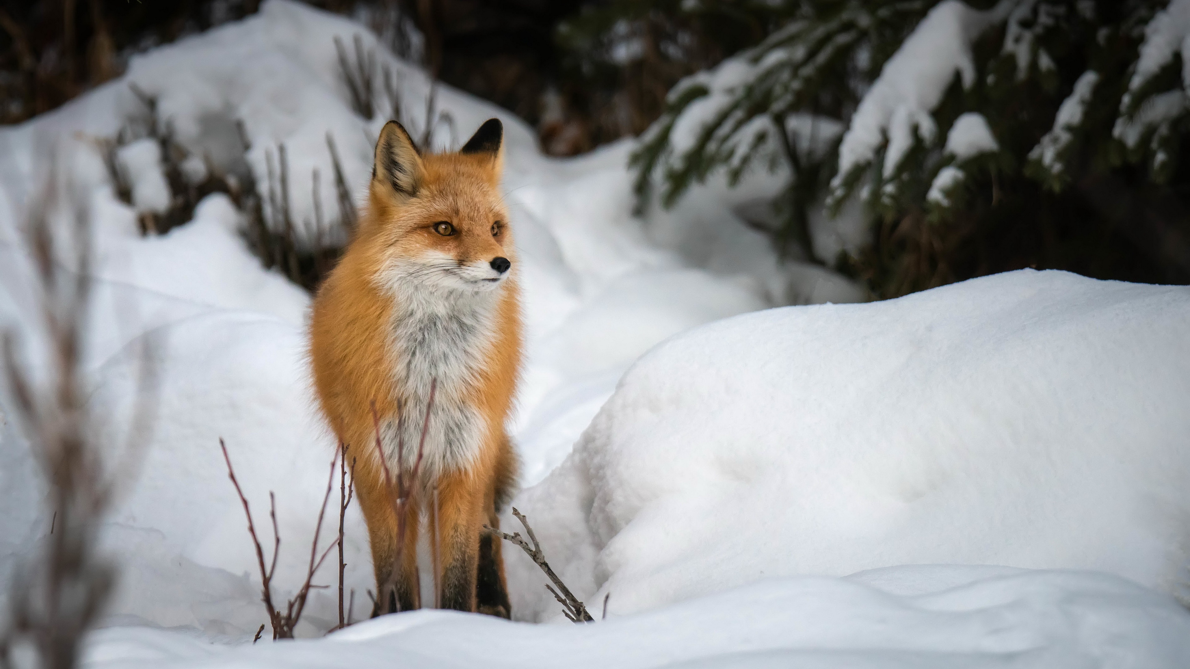 Download mobile wallpaper Winter, Snow, Fox, Animal for free.