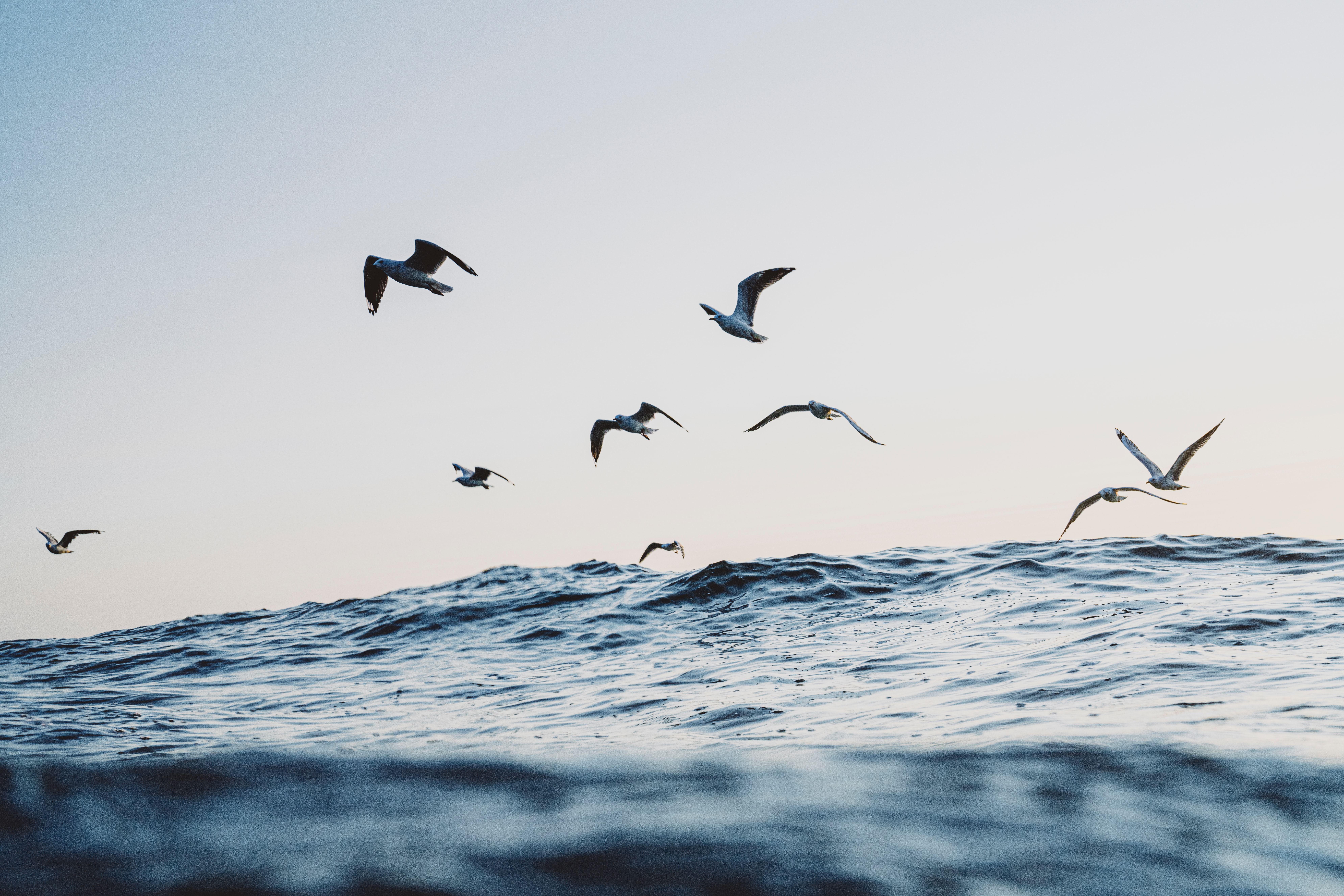 Laden Sie das Ozean, Seagulls, Waves, Minimalismus-Bild kostenlos auf Ihren PC-Desktop herunter