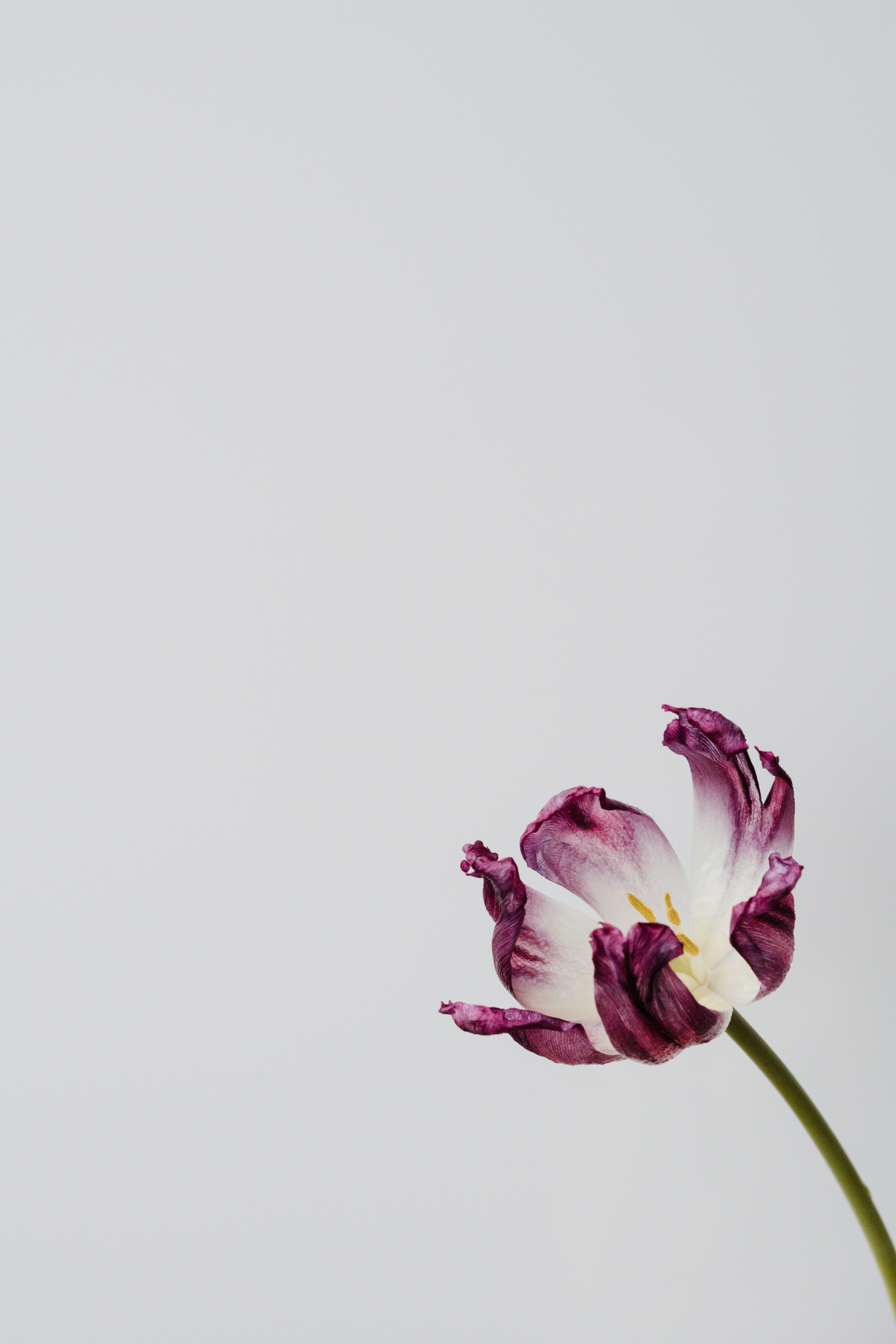 Free download wallpaper Flowers, Tulip, Flower, Minimalism on your PC desktop