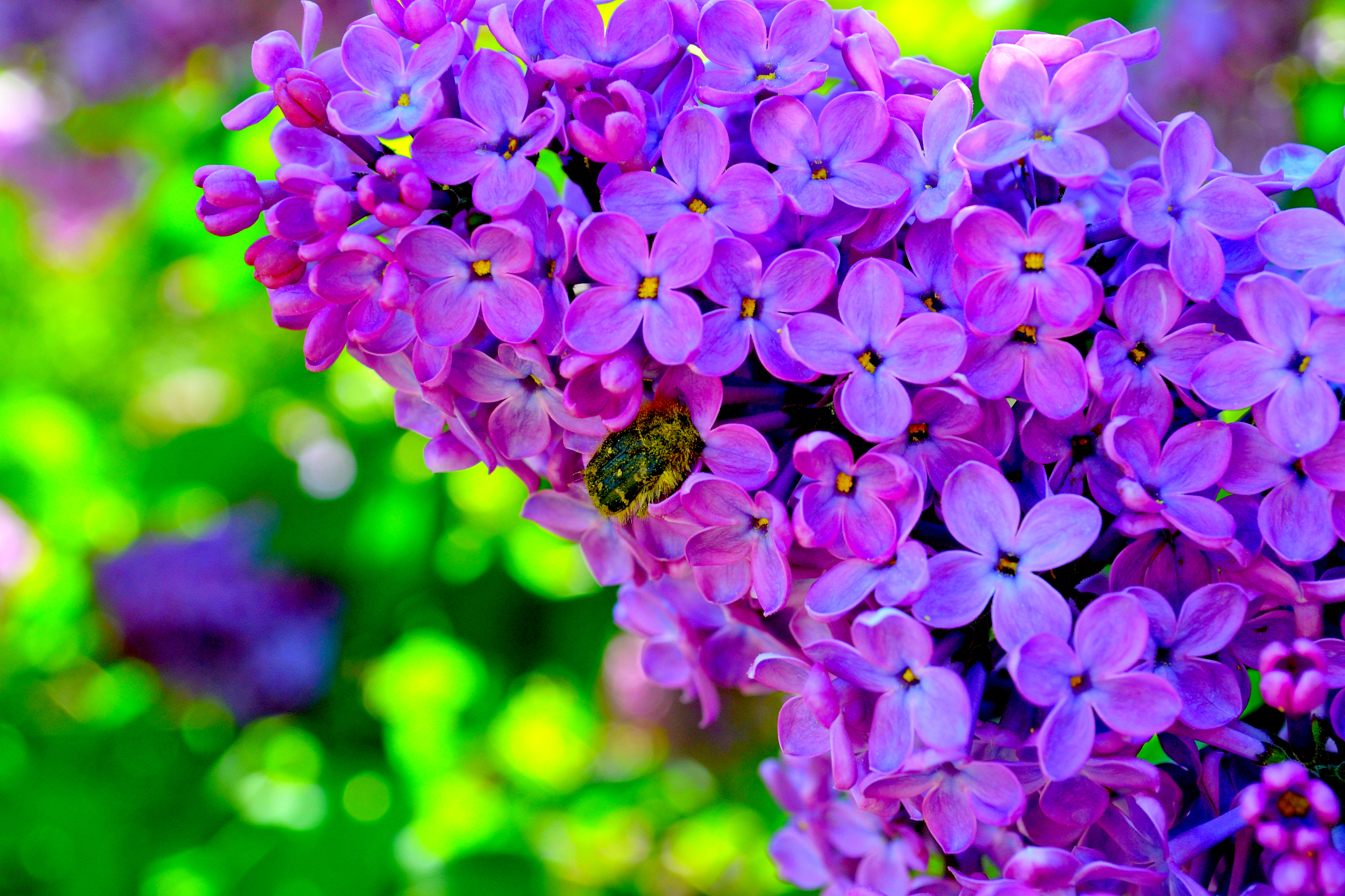 Baixe gratuitamente a imagem Flores, Floração, Terra/natureza na área de trabalho do seu PC