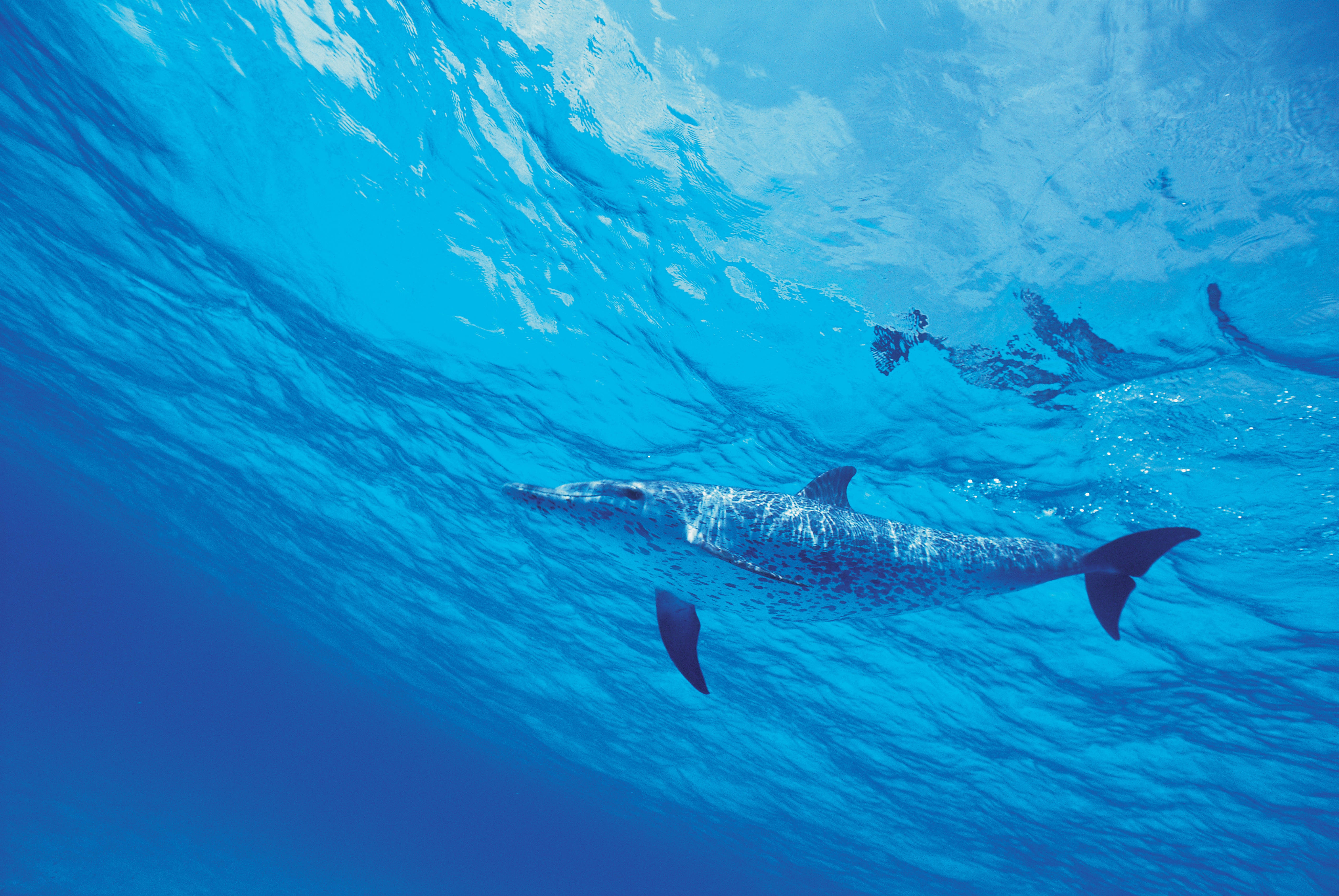dolphin, animals, water, sea HD wallpaper