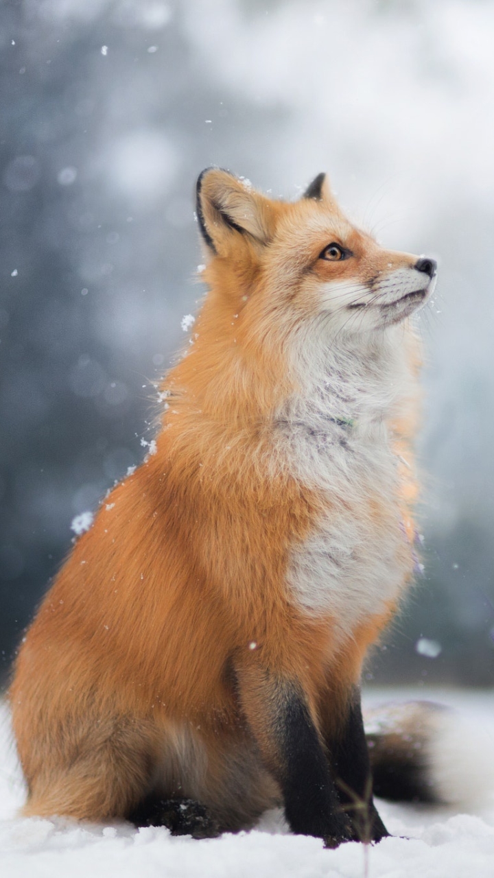 Download mobile wallpaper Winter, Fox, Animal, Snowfall, Depth Of Field for free.