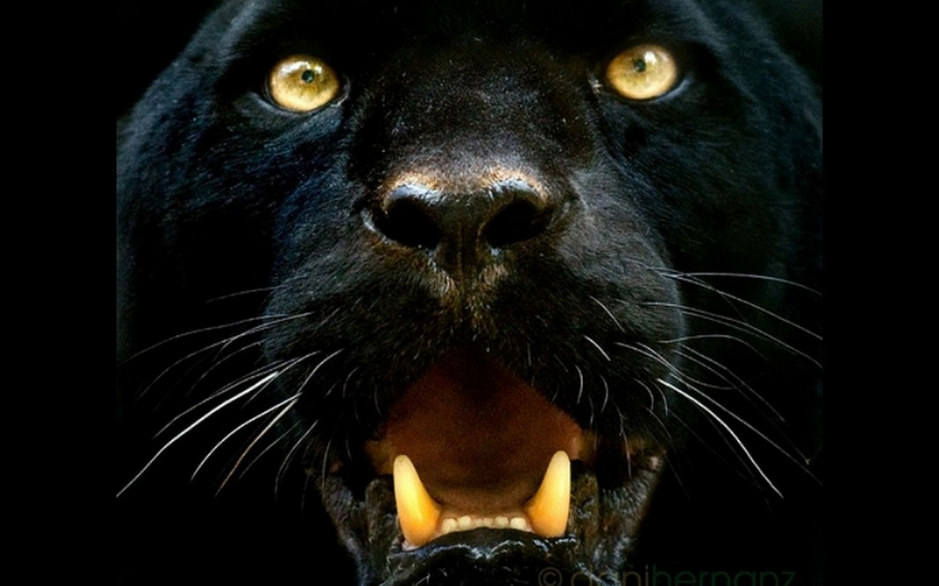 281990 Bild herunterladen tiere, schwarzer panther, katzen - Hintergrundbilder und Bildschirmschoner kostenlos