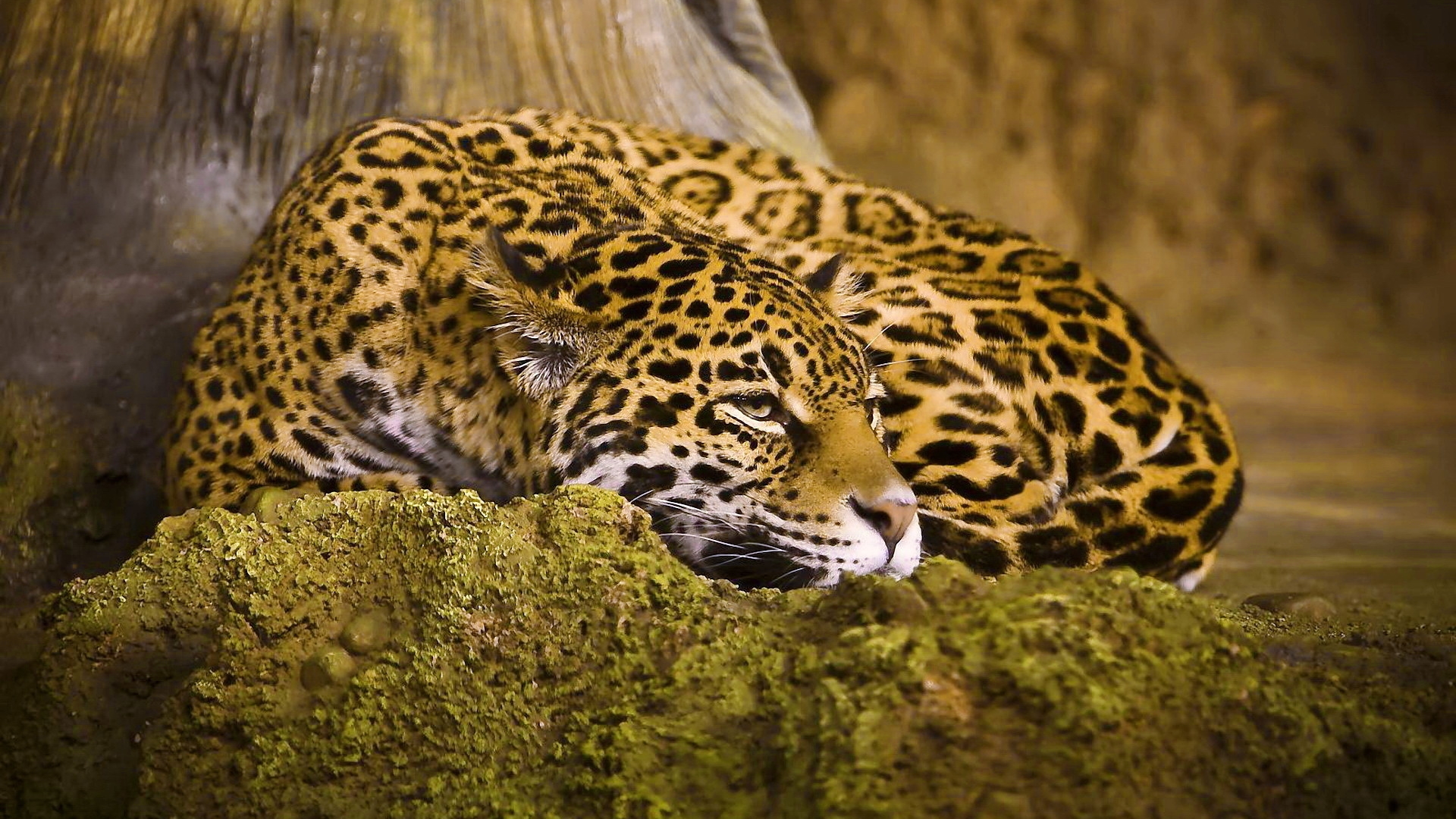 Download mobile wallpaper Leopard, Animal for free.