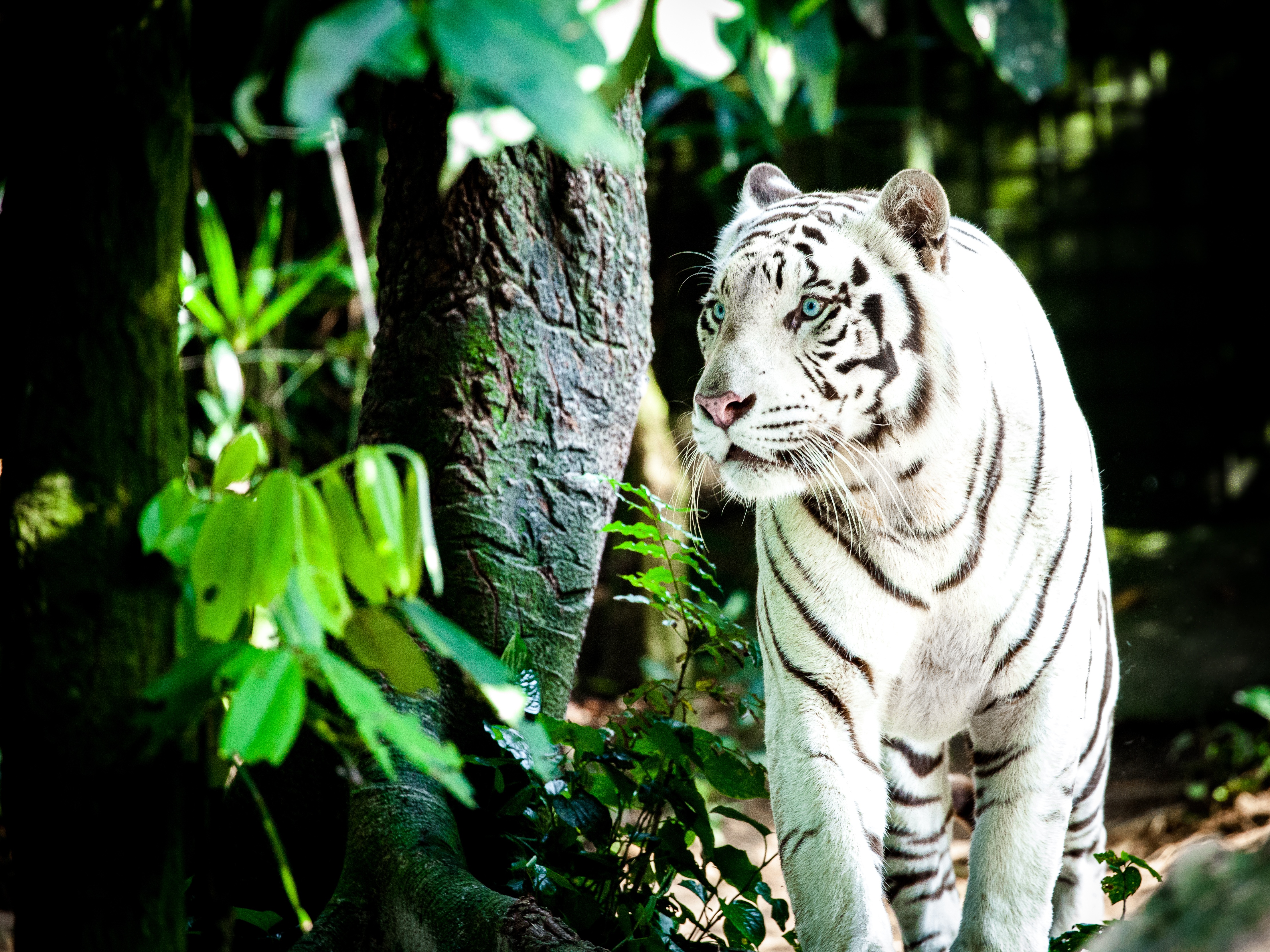 Descarga gratuita de fondo de pantalla para móvil de Animales, Gatos, Tigre, Tigre Blanco.