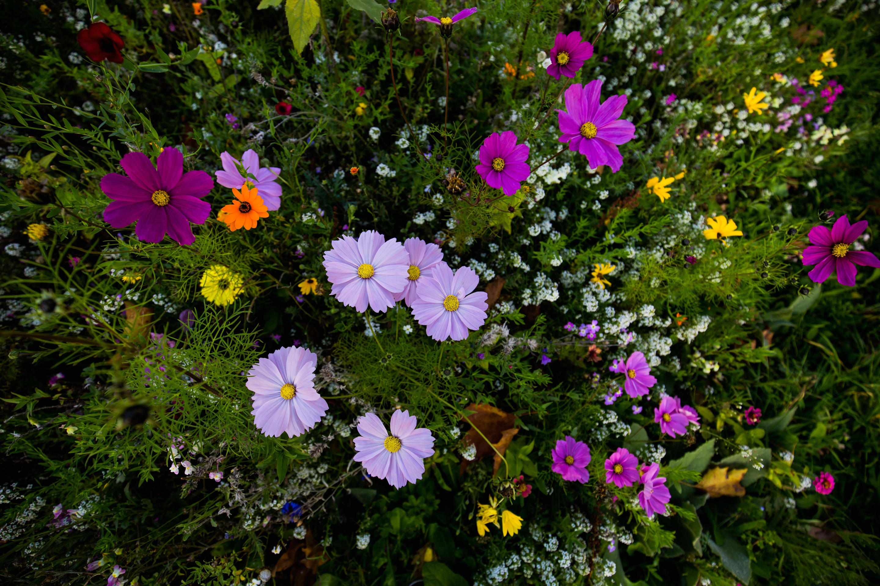 Handy-Wallpaper Natur, Blumen, Blume, Lila Blume, Erde/natur, Pinke Blume kostenlos herunterladen.