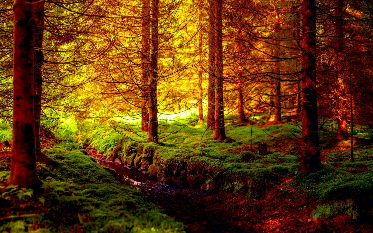 Free download wallpaper Forest, Earth on your PC desktop