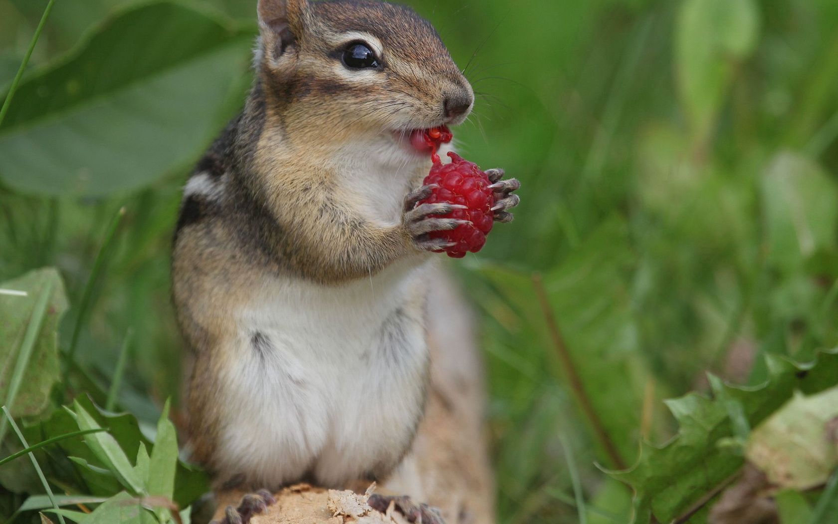raspberry, animals, berry, chipmunk UHD