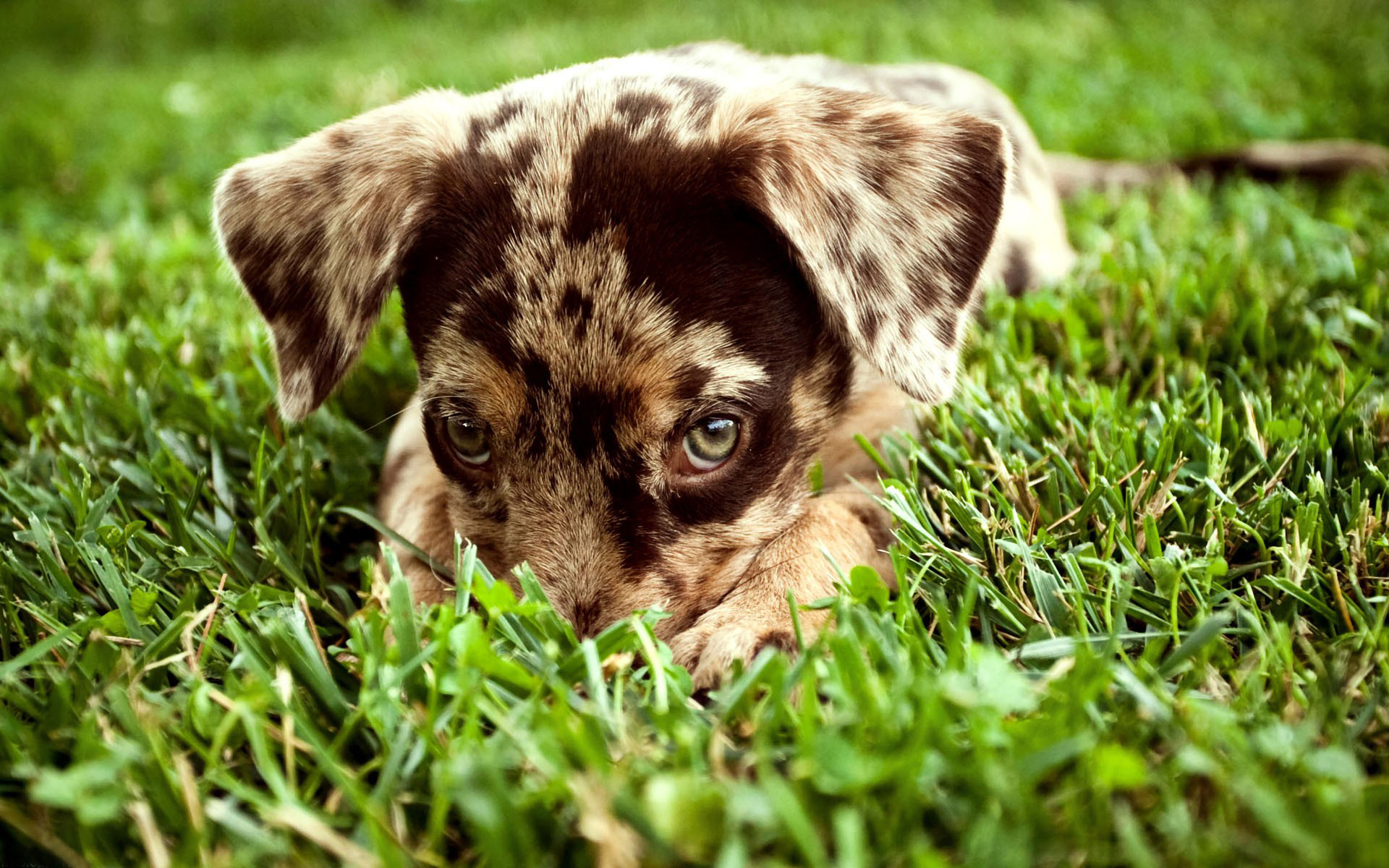 無料モバイル壁紙犬, 動物をダウンロードします。