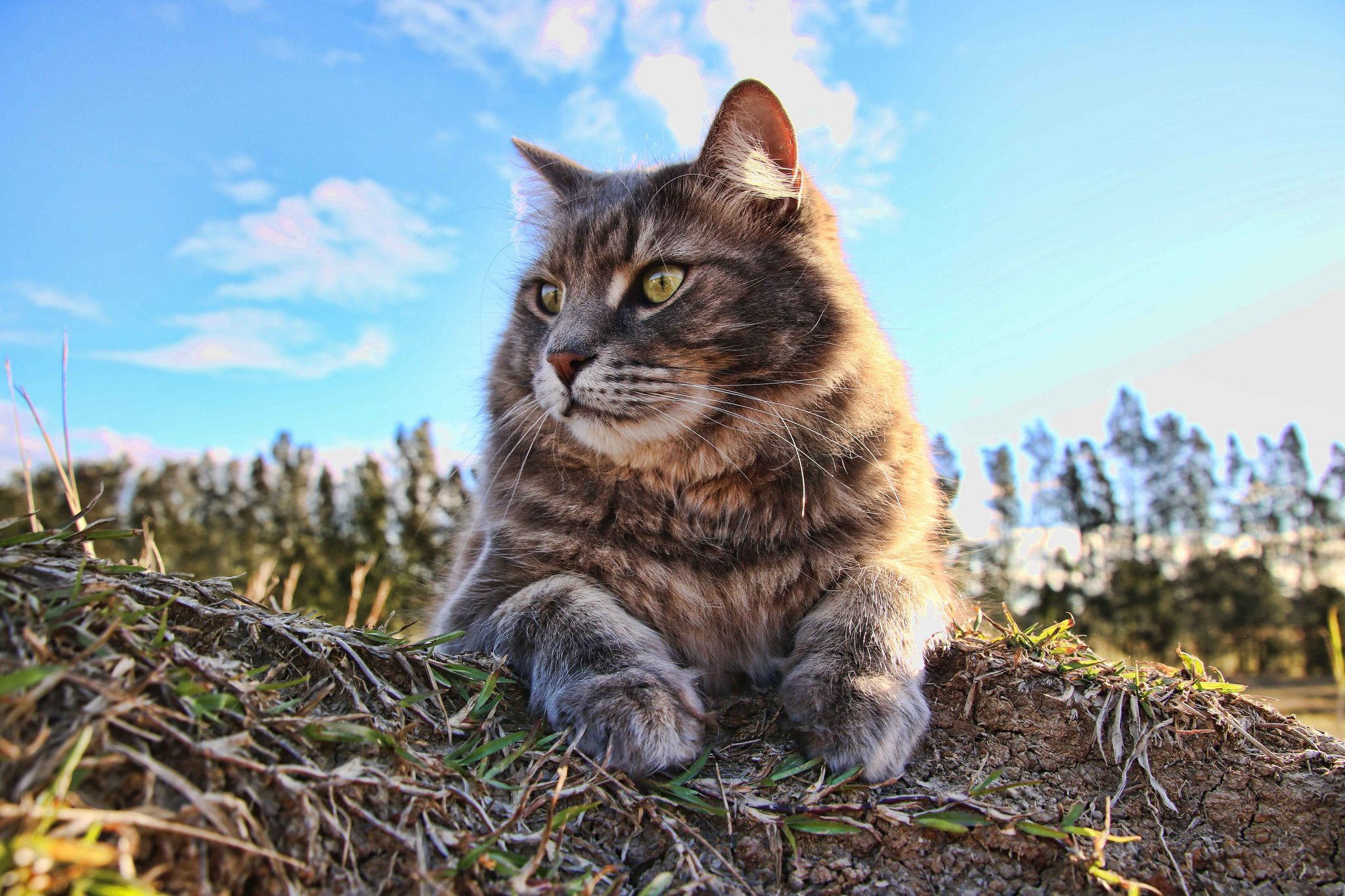 Baixar papel de parede para celular de Animais, Gatos, Gato gratuito.