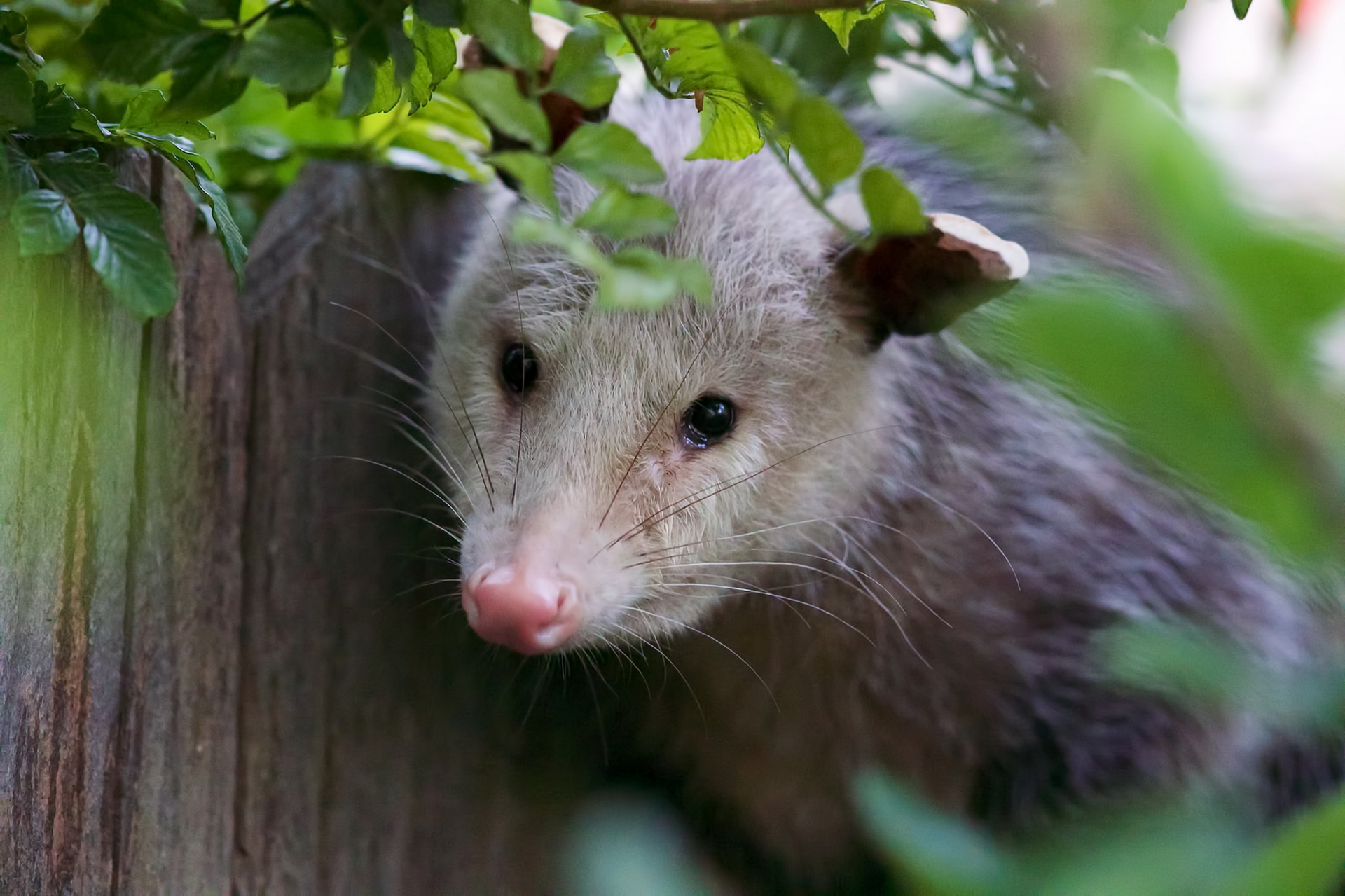 792770 télécharger l'image opossum, animaux - fonds d'écran et économiseurs d'écran gratuits