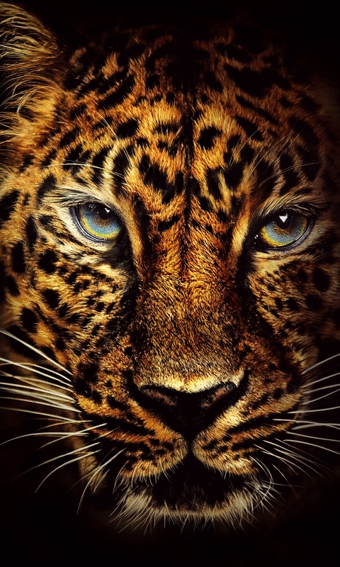 無料モバイル壁紙動物, ジャガー, 猫, 顔をダウンロードします。