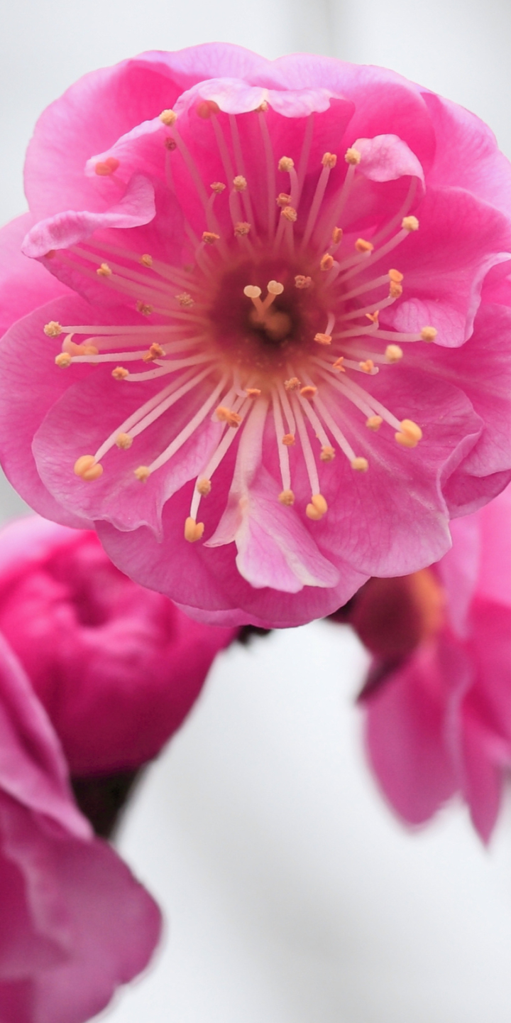 Descarga gratuita de fondo de pantalla para móvil de Flores, Florecer, Tierra/naturaleza.