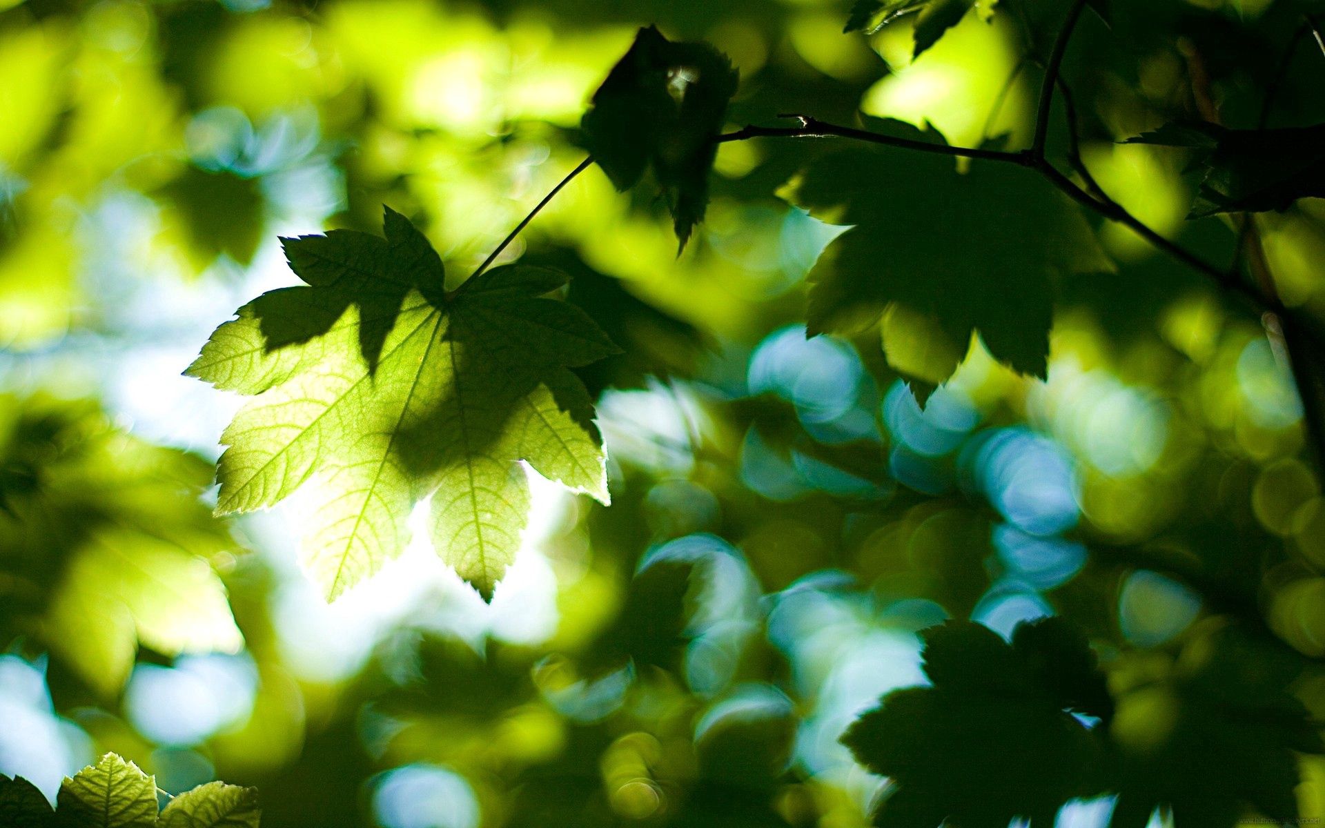 156429壁紙のダウンロード枝, 自然, 木, 葉, 緑, 輝く, 光, 木材, ブランチ, メープル, 楓-スクリーンセーバーと写真を無料で