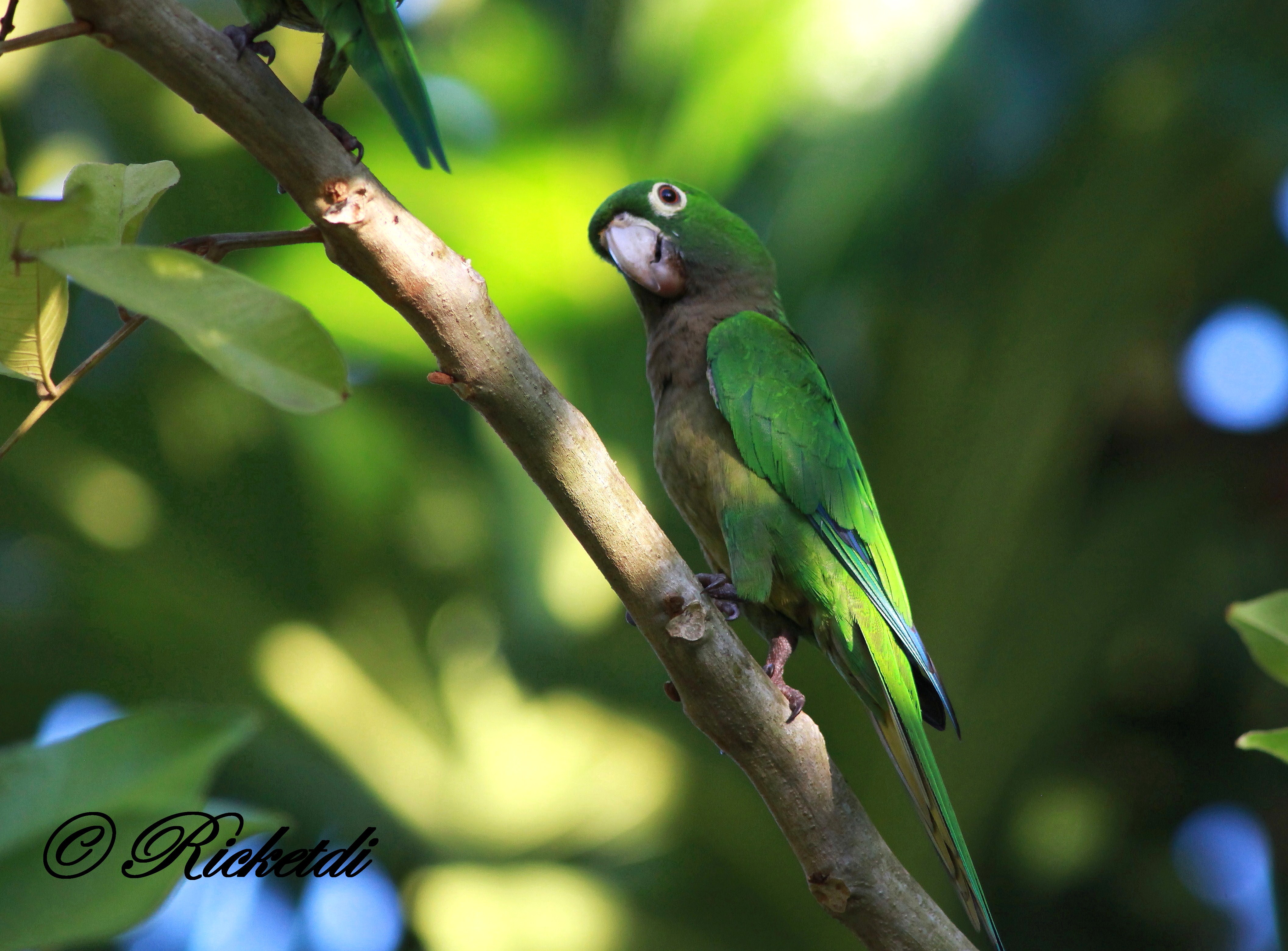 animal, olive throated parakeet, bokeh, parakeet, parrot, birds