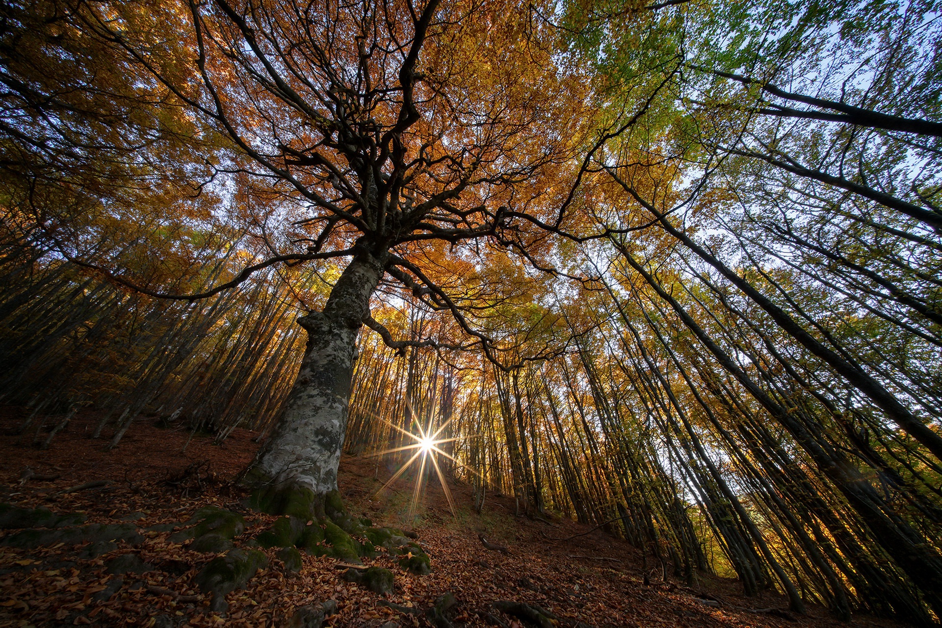 Скачать картинку Природа, Деревья, Осень, Лес, Дерево, Солнечный Луч, Земля/природа в телефон бесплатно.