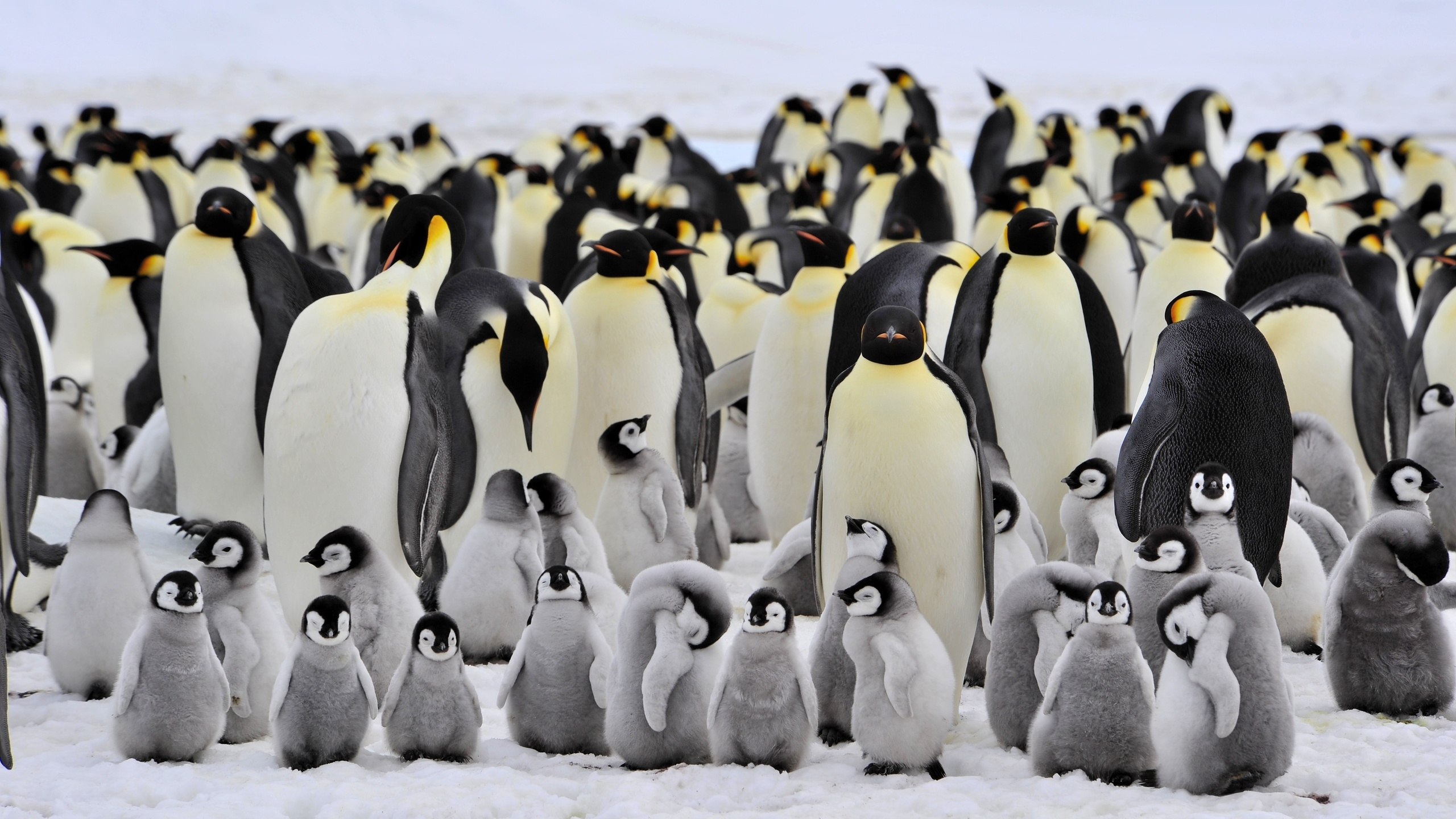 Laden Sie das Tiere, Vögel, Vogel, Pinguin, Tierbaby-Bild kostenlos auf Ihren PC-Desktop herunter