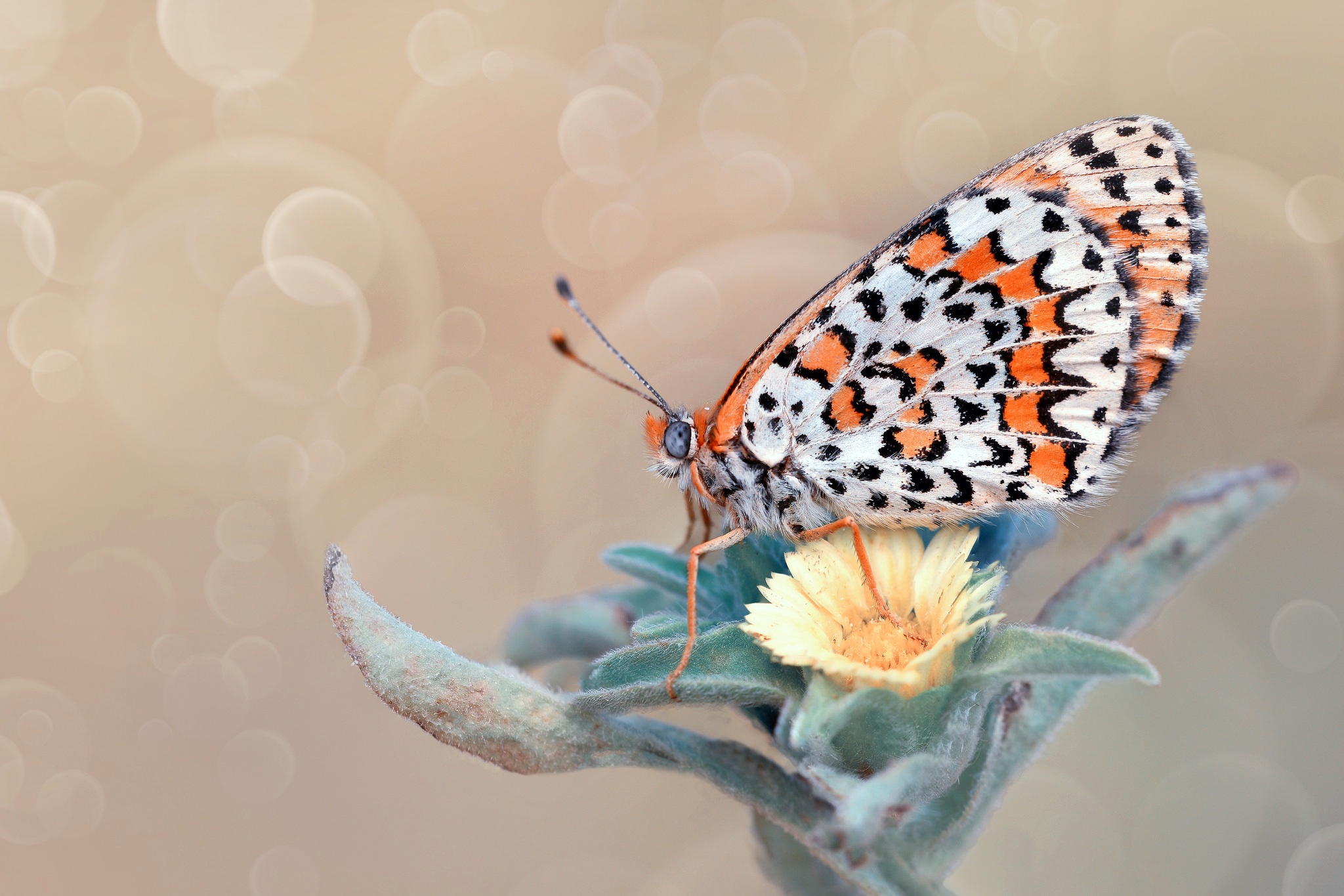 Free download wallpaper Flower, Macro, Insect, Butterfly, Animal, Bokeh on your PC desktop