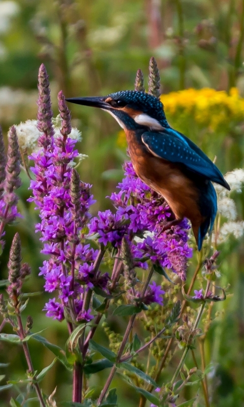 Baixar papel de parede para celular de Animais, Aves, Flor, Pássaro, Flor Roxa, Guarda Rios gratuito.