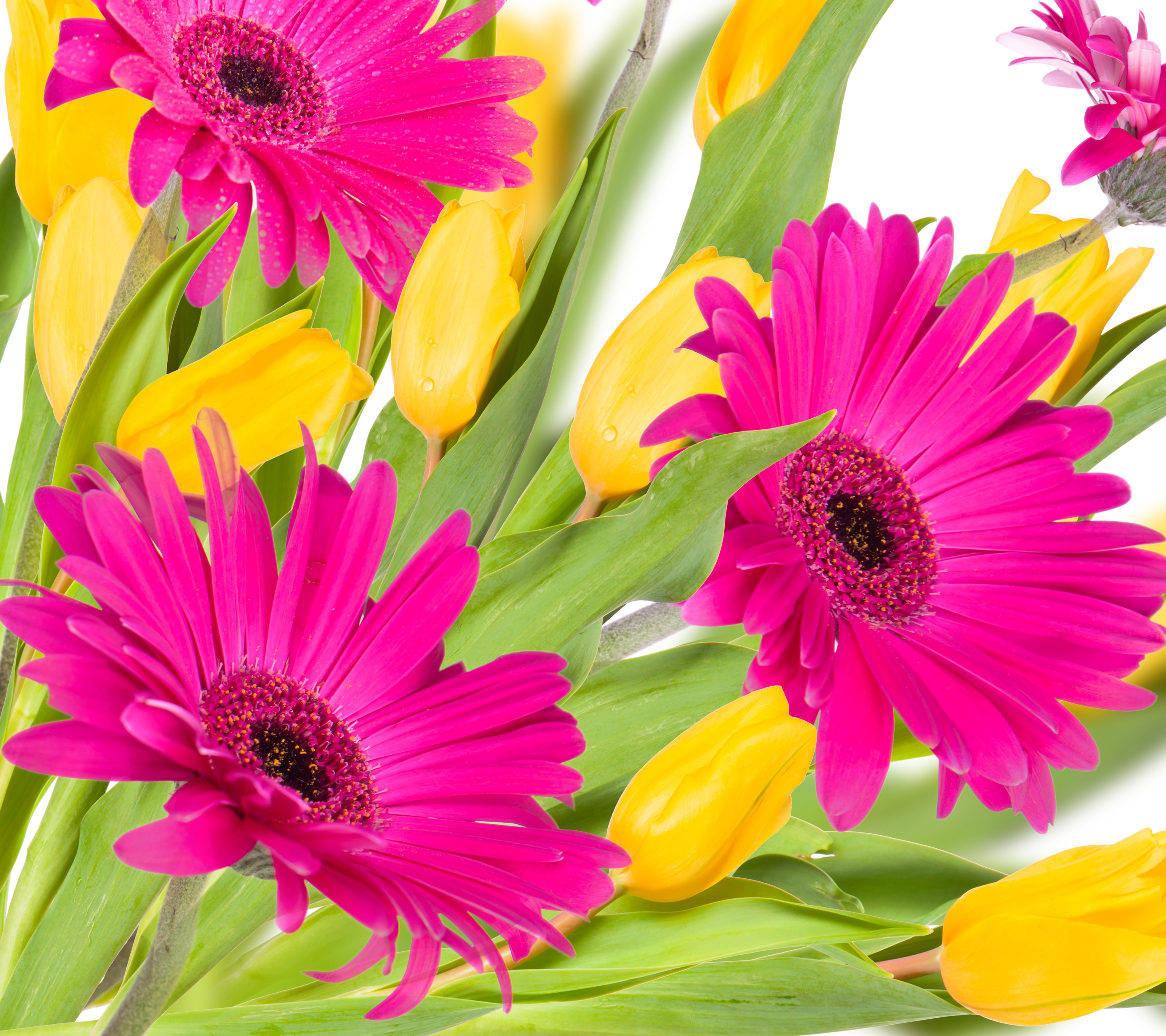Handy-Wallpaper Blumen, Blume, Erde, Tulpe, Gänseblümchen, Gelbe Blume, Wassertropfen, Erde/natur, Pinke Blume kostenlos herunterladen.