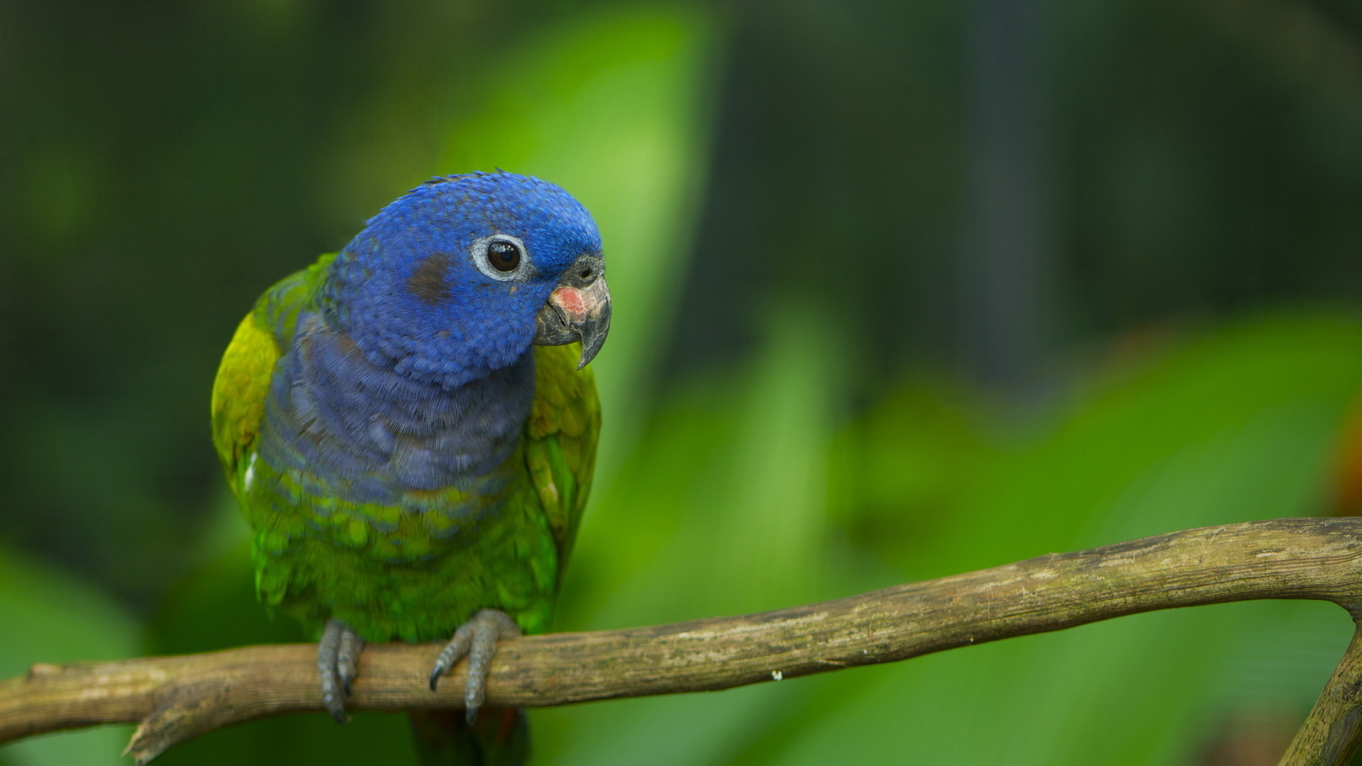 Laden Sie das Tiere, Papagei-Bild kostenlos auf Ihren PC-Desktop herunter