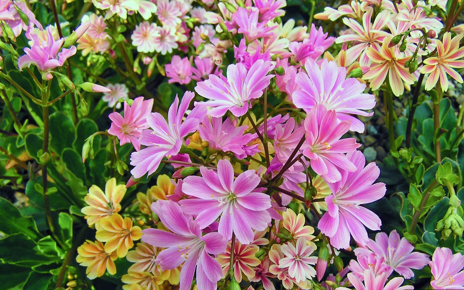 High Definition Lewisia background