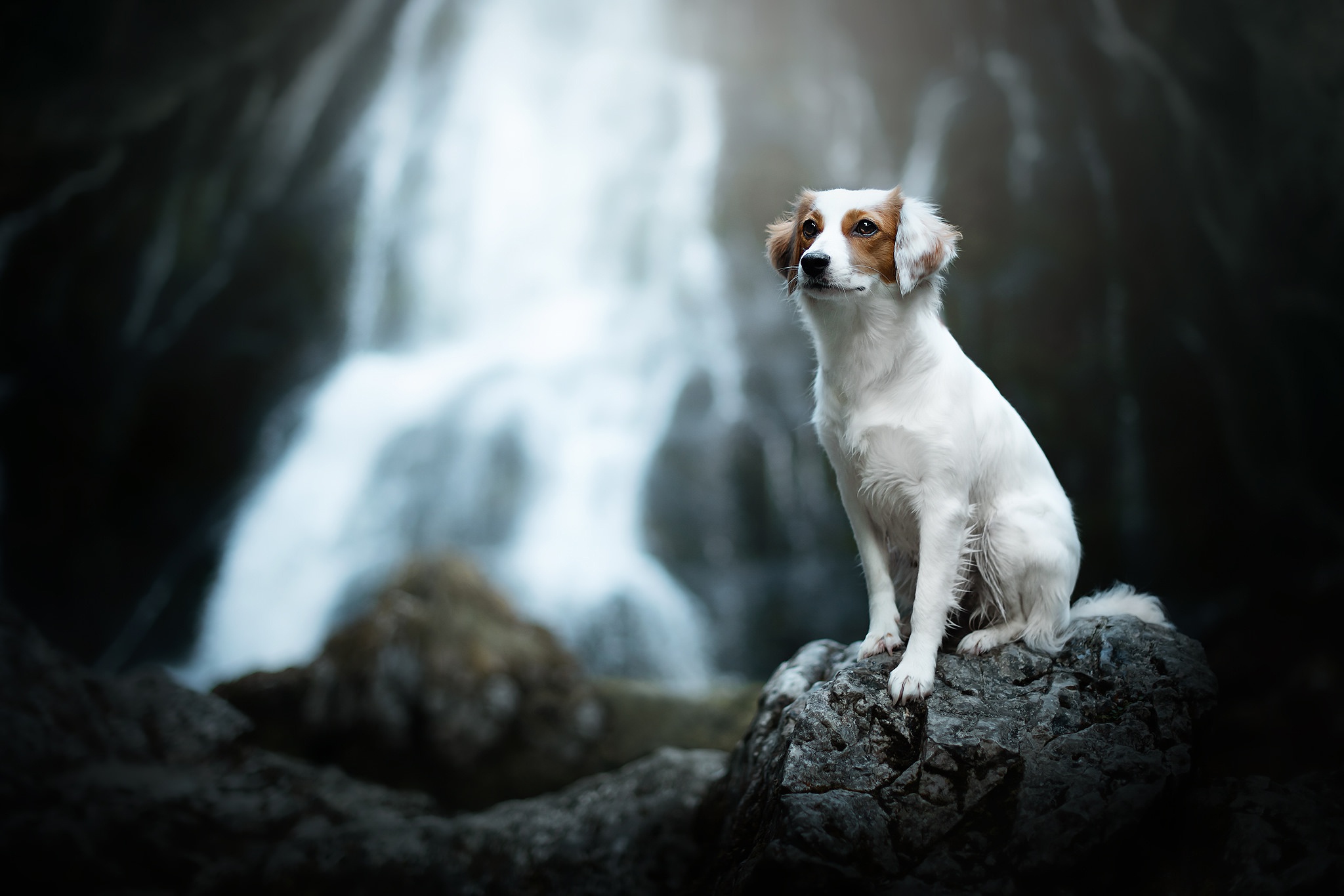 Free download wallpaper Dogs, Dog, Animal, Depth Of Field on your PC desktop