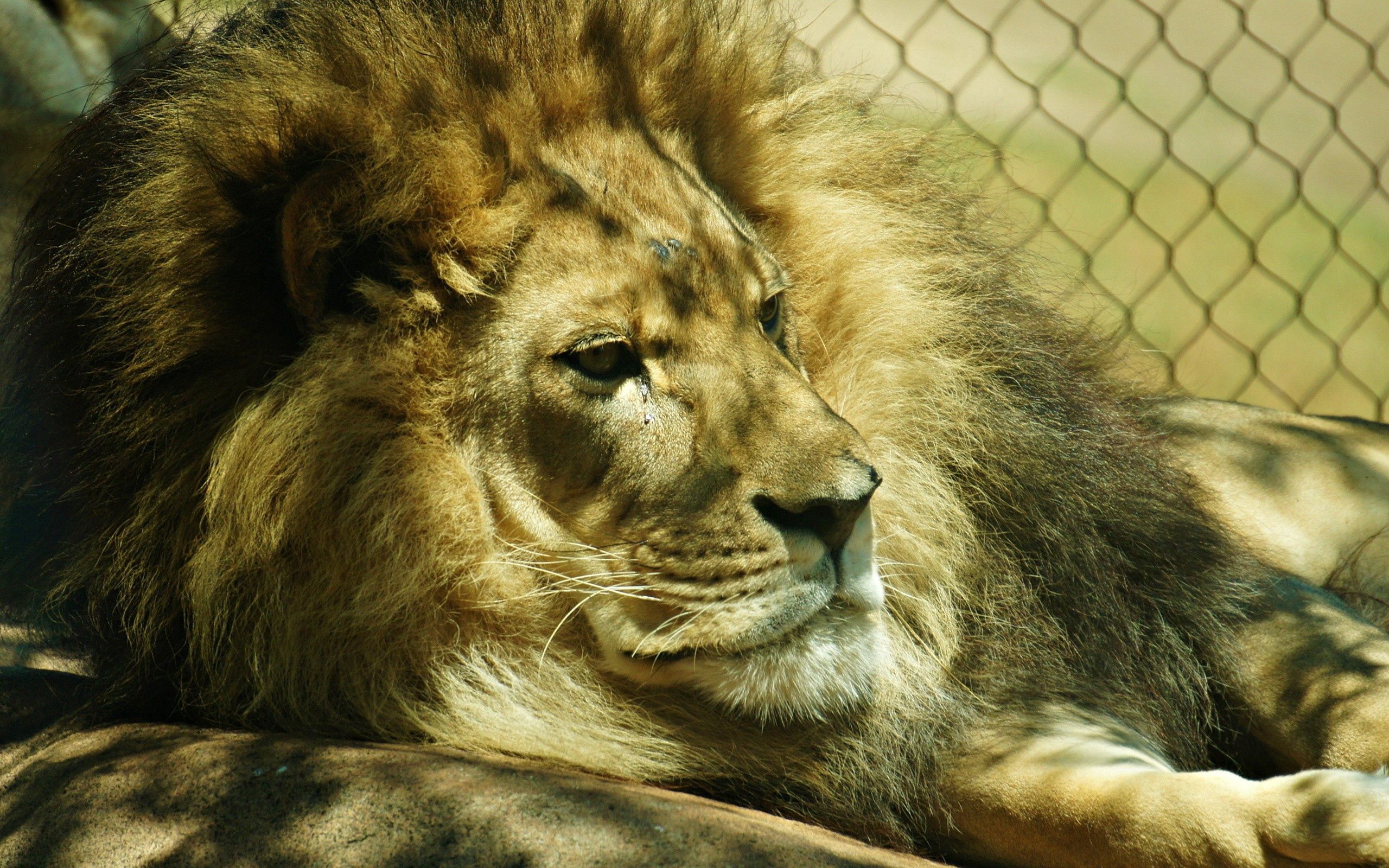 81495 baixar papel de parede animais, leão, rede, grade, um leão, juba - protetores de tela e imagens gratuitamente