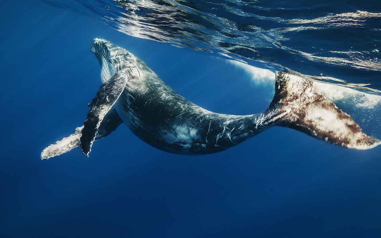 21678壁紙のダウンロード動物, 海, クジラ, 青-スクリーンセーバーと写真を無料で