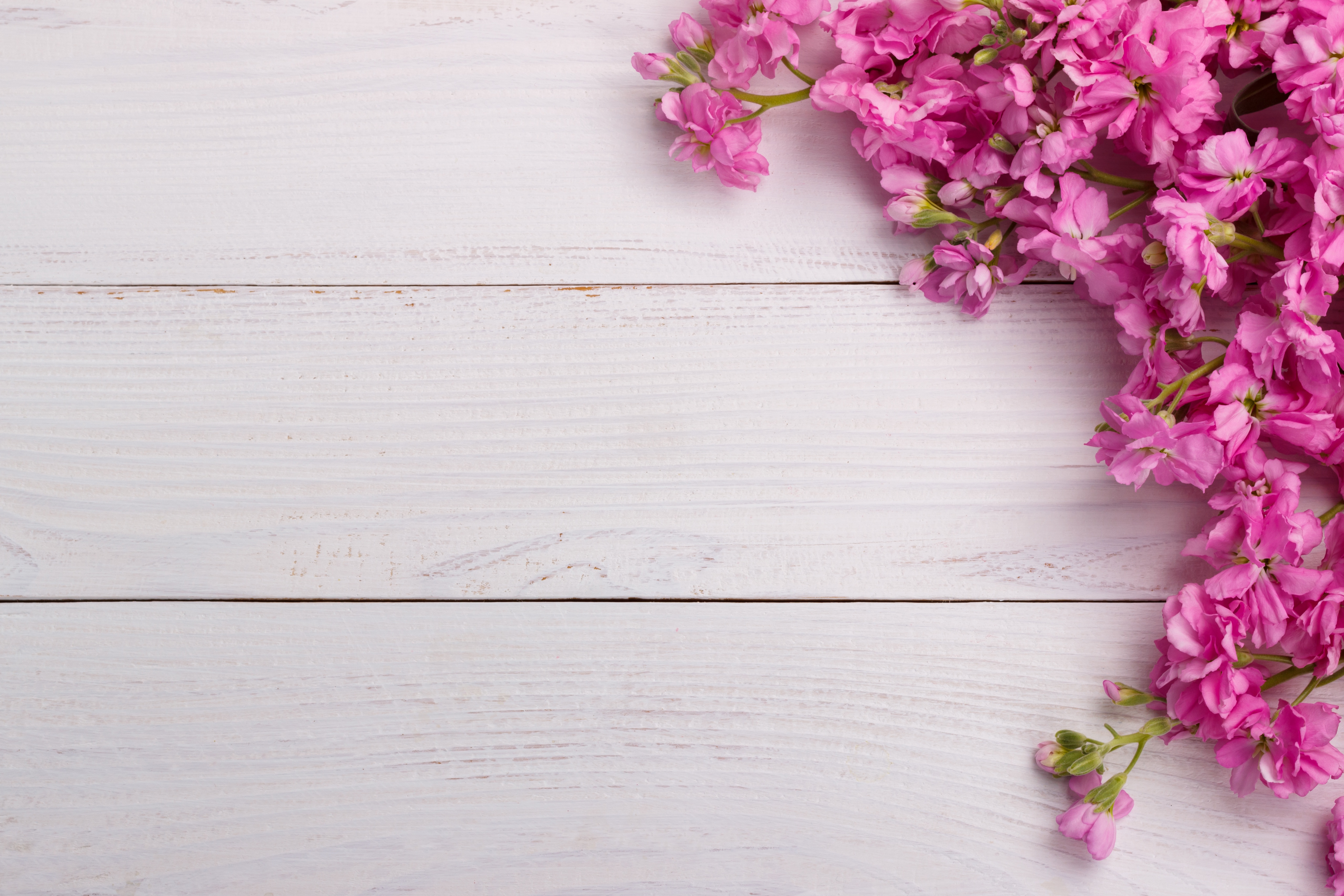 Handy-Wallpaper Blume, Holz, Menschengemacht, Pinke Blume kostenlos herunterladen.