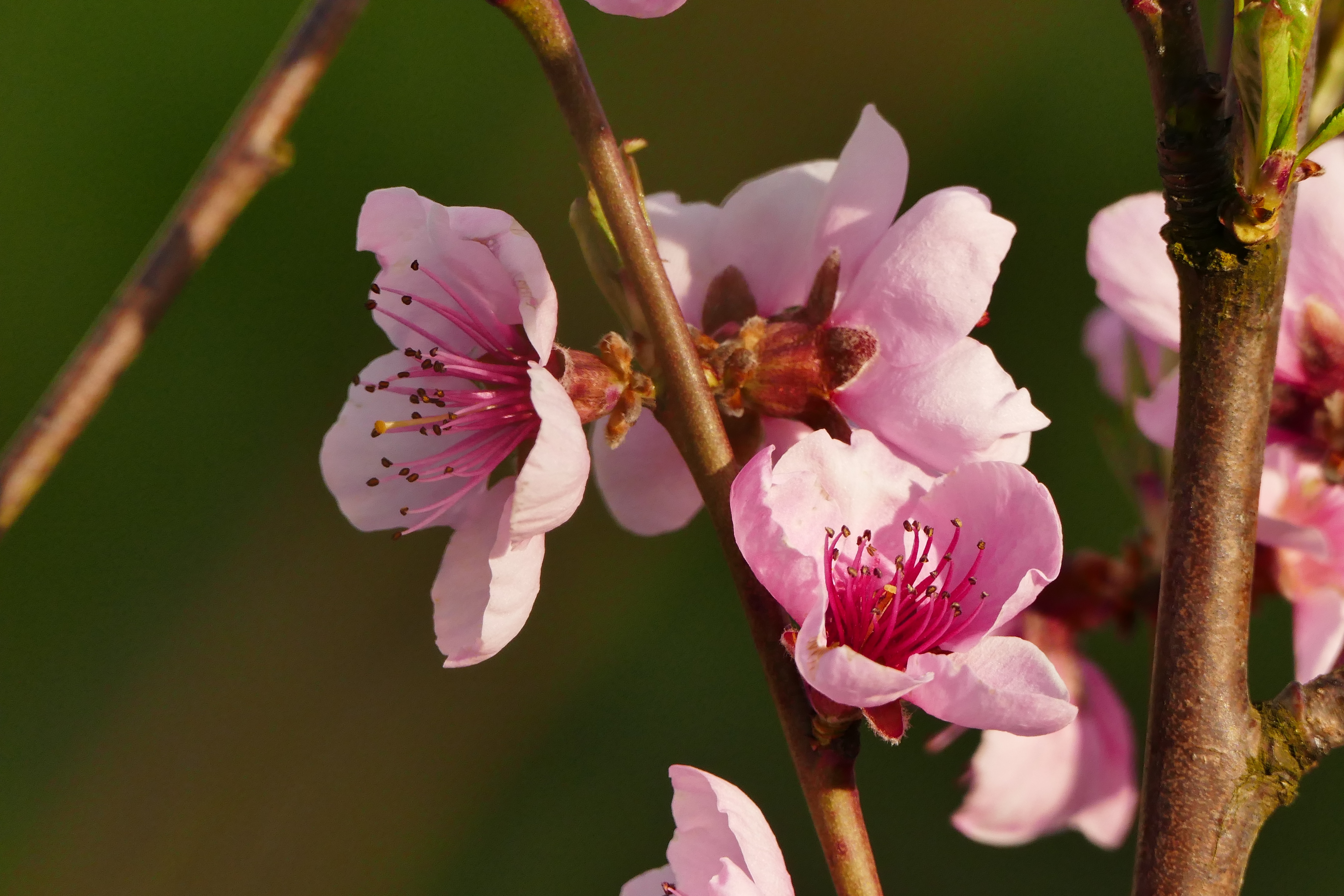 Laden Sie das Blühen, Blühenden, Zweig, Blumen, Ast, Frühling-Bild kostenlos auf Ihren PC-Desktop herunter