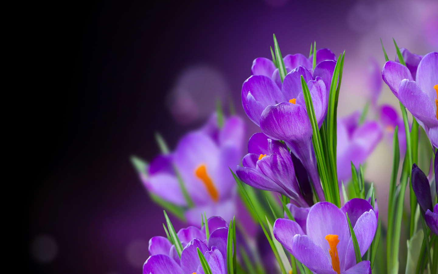 flowers, plants, violet Free Background