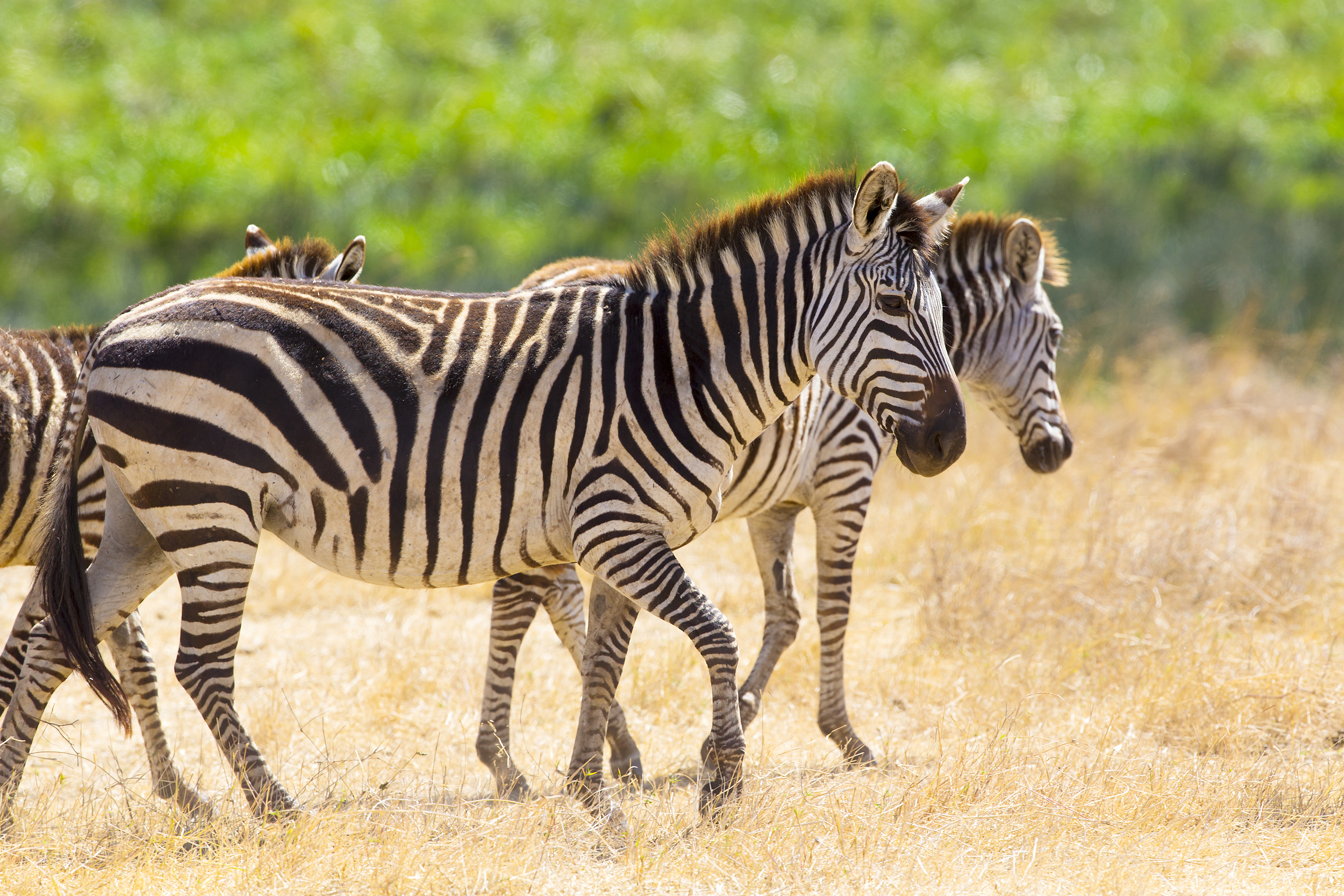 Handy-Wallpaper Tiere, Zebra, Tiefenschärfe kostenlos herunterladen.