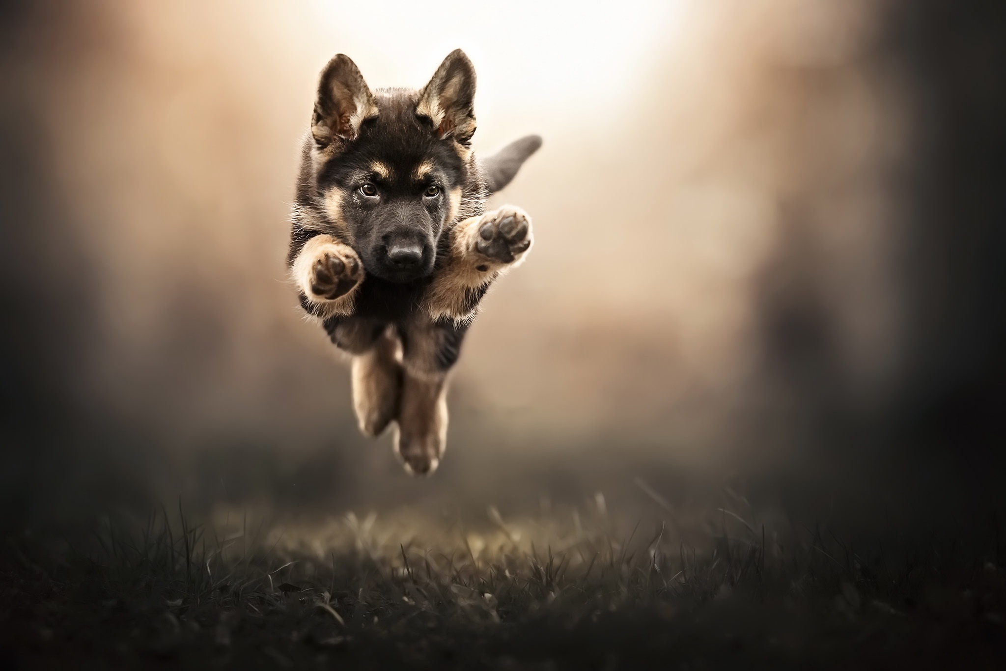 Free download wallpaper Dogs, Dog, Animal, Puppy, Baby Animal, Depth Of Field on your PC desktop