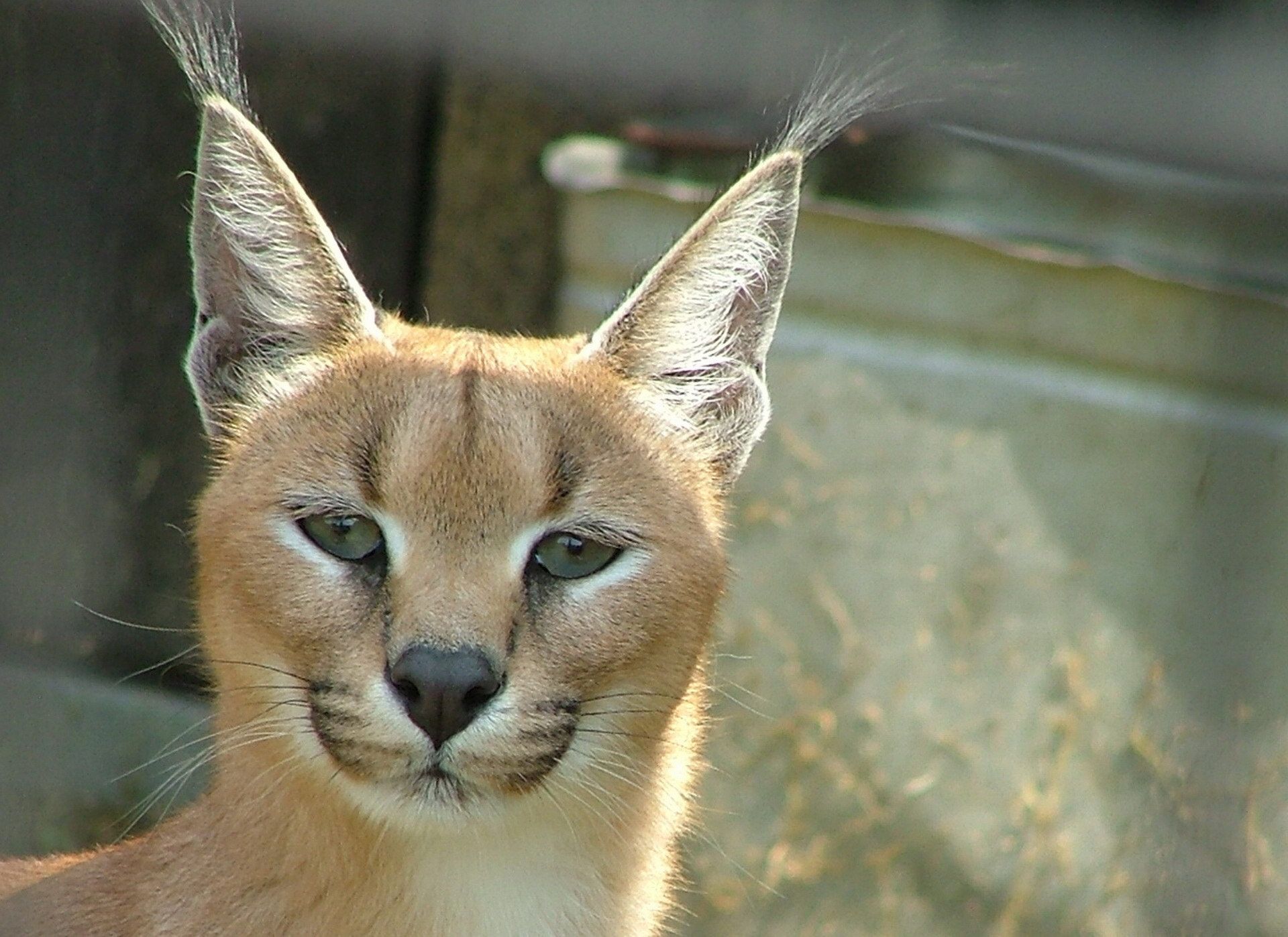 Laden Sie das Tiere, Katzen, Karakal-Bild kostenlos auf Ihren PC-Desktop herunter