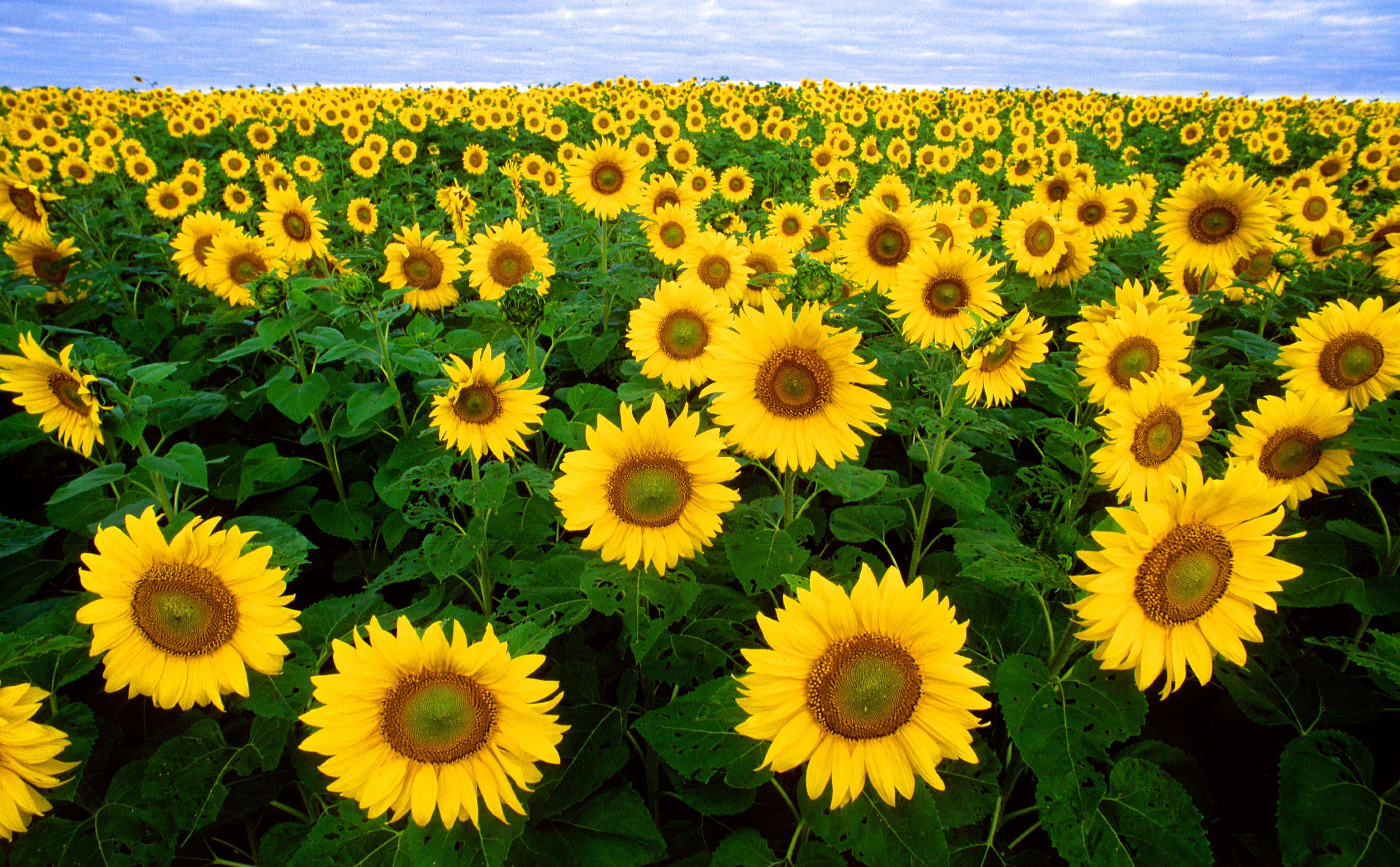 166424 Hintergrundbild herunterladen sonnenblume, erde/natur, blumen - Bildschirmschoner und Bilder kostenlos