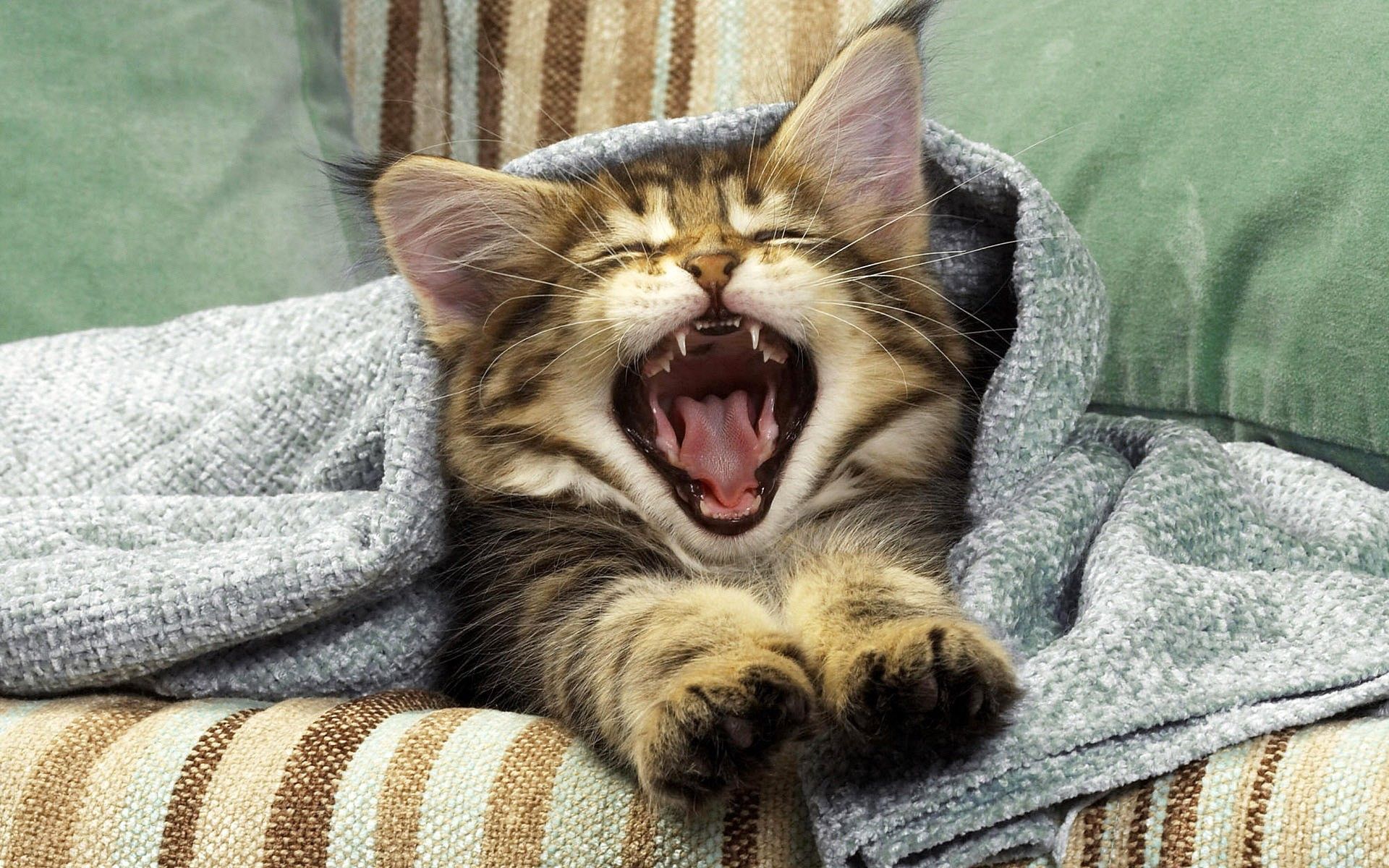 kitty, kitten, animals, cat, mouth, to yawn, yawn, plaid