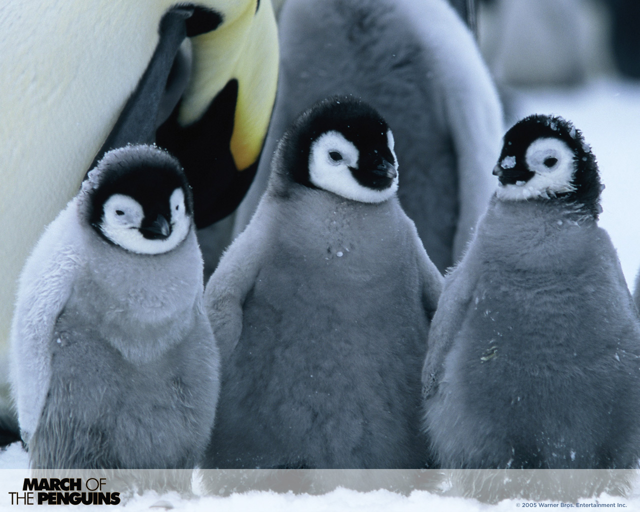 1486922 завантажити шпалери фільм, марш пінгвінів, пінгвін - заставки і картинки безкоштовно