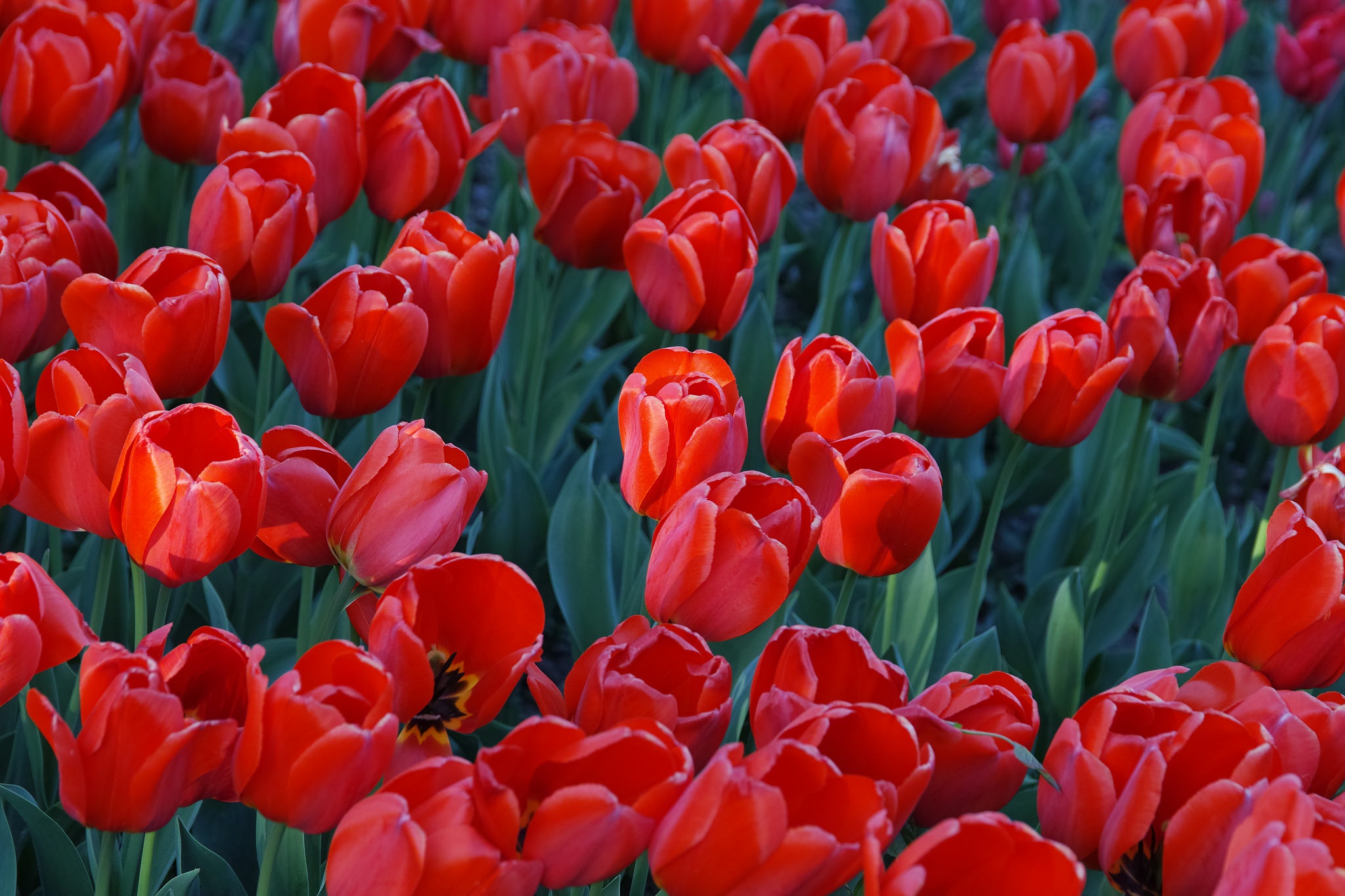 Descarga gratuita de fondo de pantalla para móvil de Naturaleza, Flores, Flor, Tulipán, Flor Roja, Tierra/naturaleza.