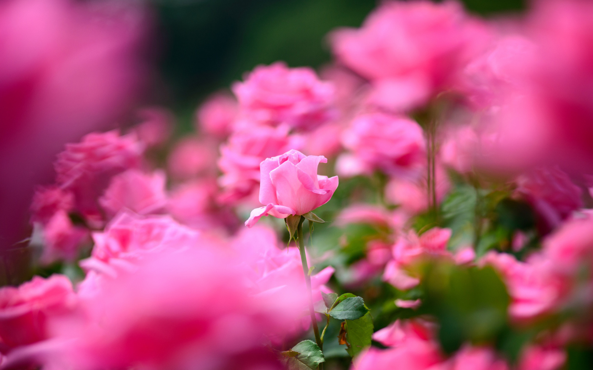 Download mobile wallpaper Depth Of Field, Flowers, Flower, Rose, Earth for free.