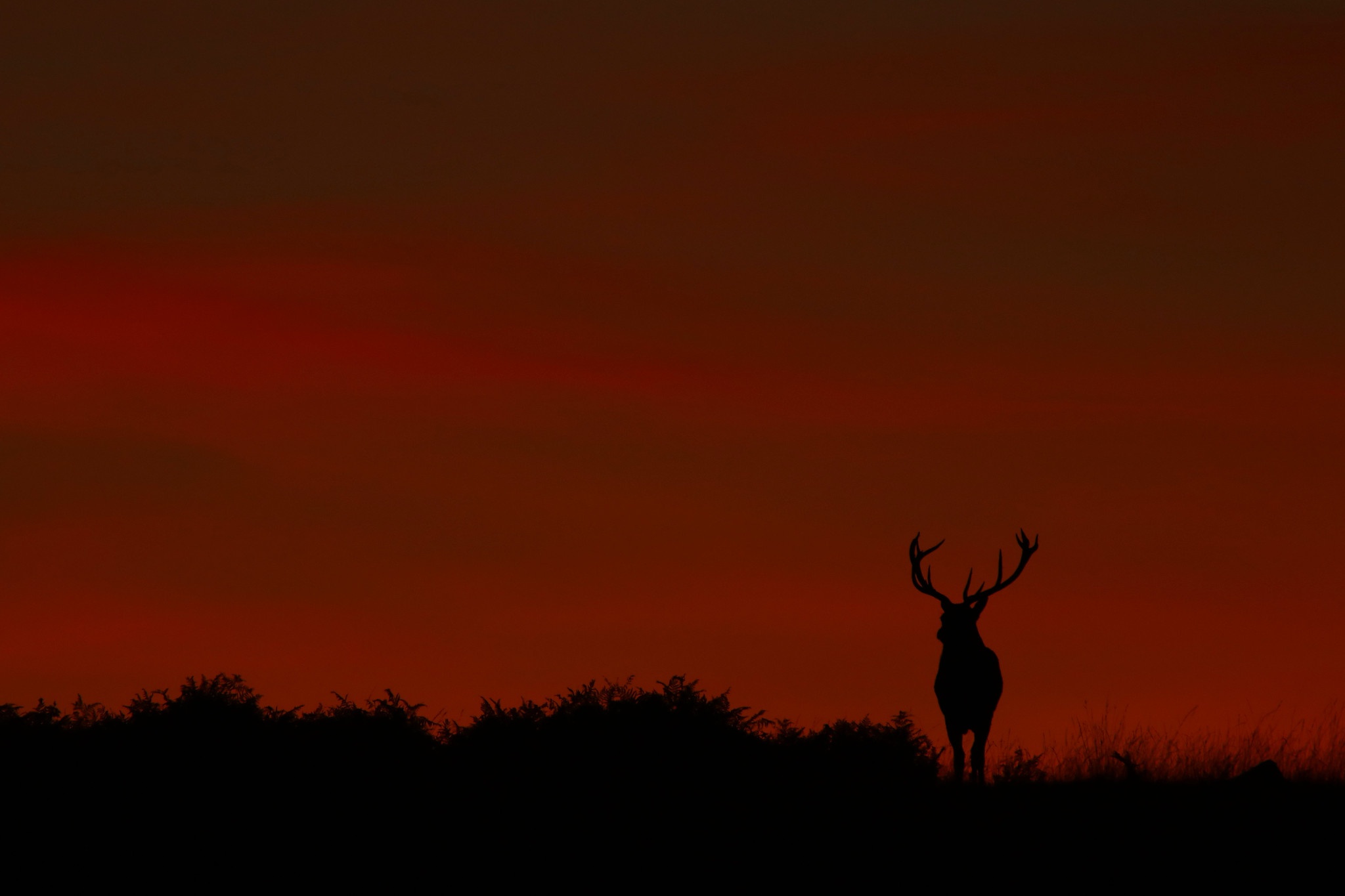 Download mobile wallpaper Sunset, Silhouette, Animal, Deer for free.