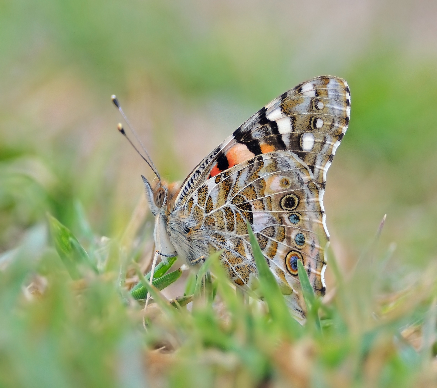 Download mobile wallpaper Butterfly, Animal for free.