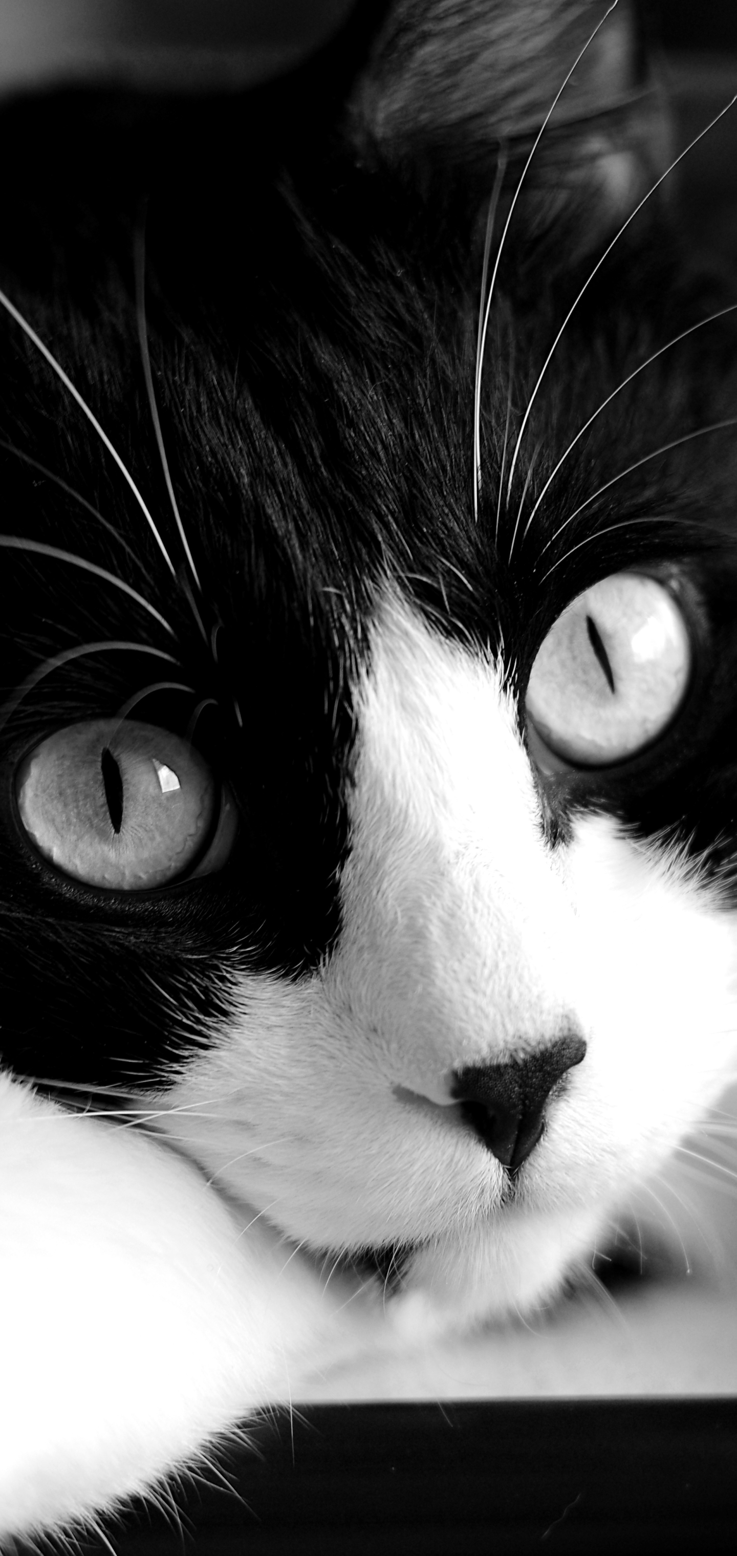 Descarga gratuita de fondo de pantalla para móvil de Animales, Gatos, Gato, De Cerca, Blanco Y Negro, Blanco Negro.