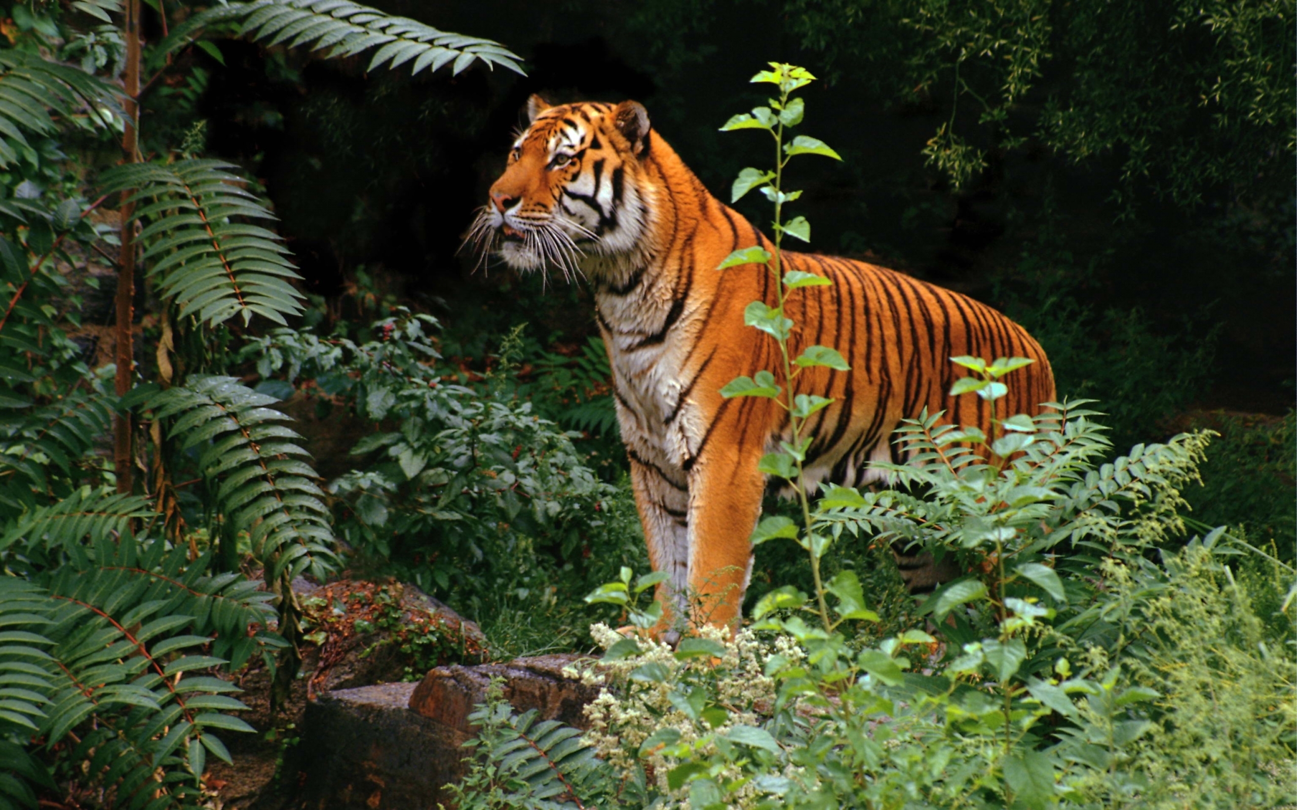 tigers, animals Panoramic Wallpaper