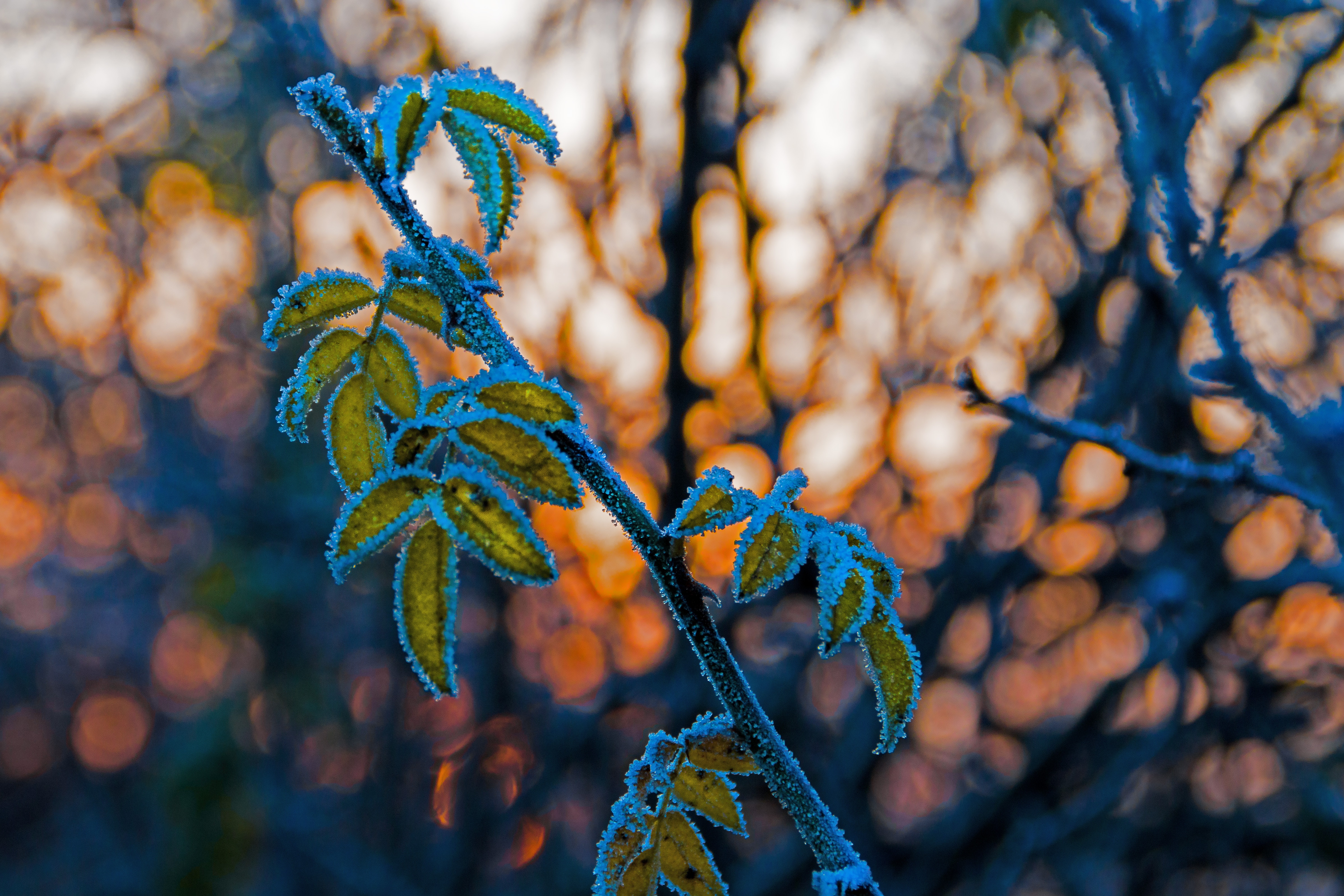 Free download wallpaper Macro, Blur, Smooth, Branch, Hoarfrost, Frost, Leaves on your PC desktop